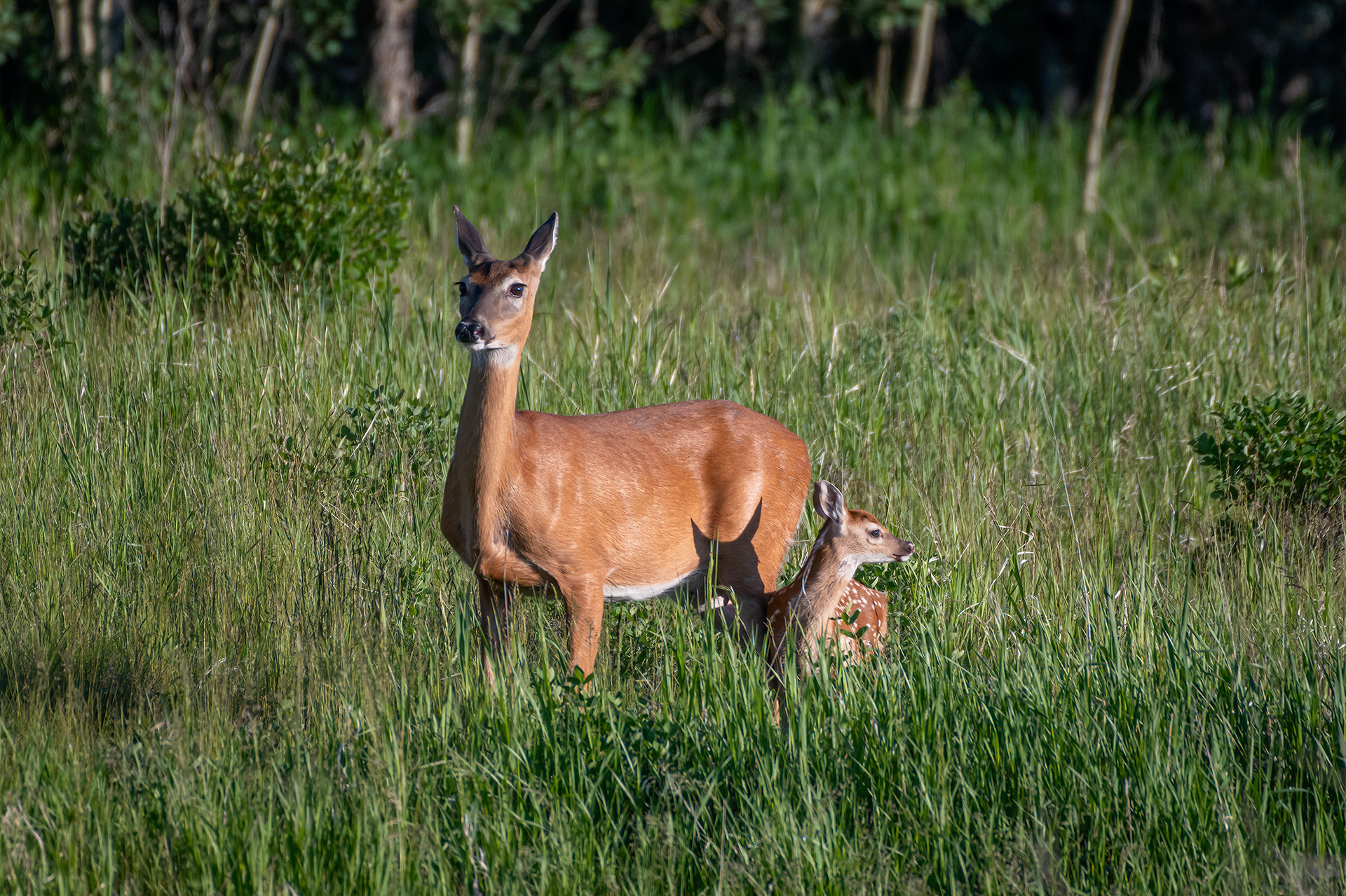 White-tailed Deer with a fawn, Marshall Springs, Fish Creek Provincial Park, Calgary, AB