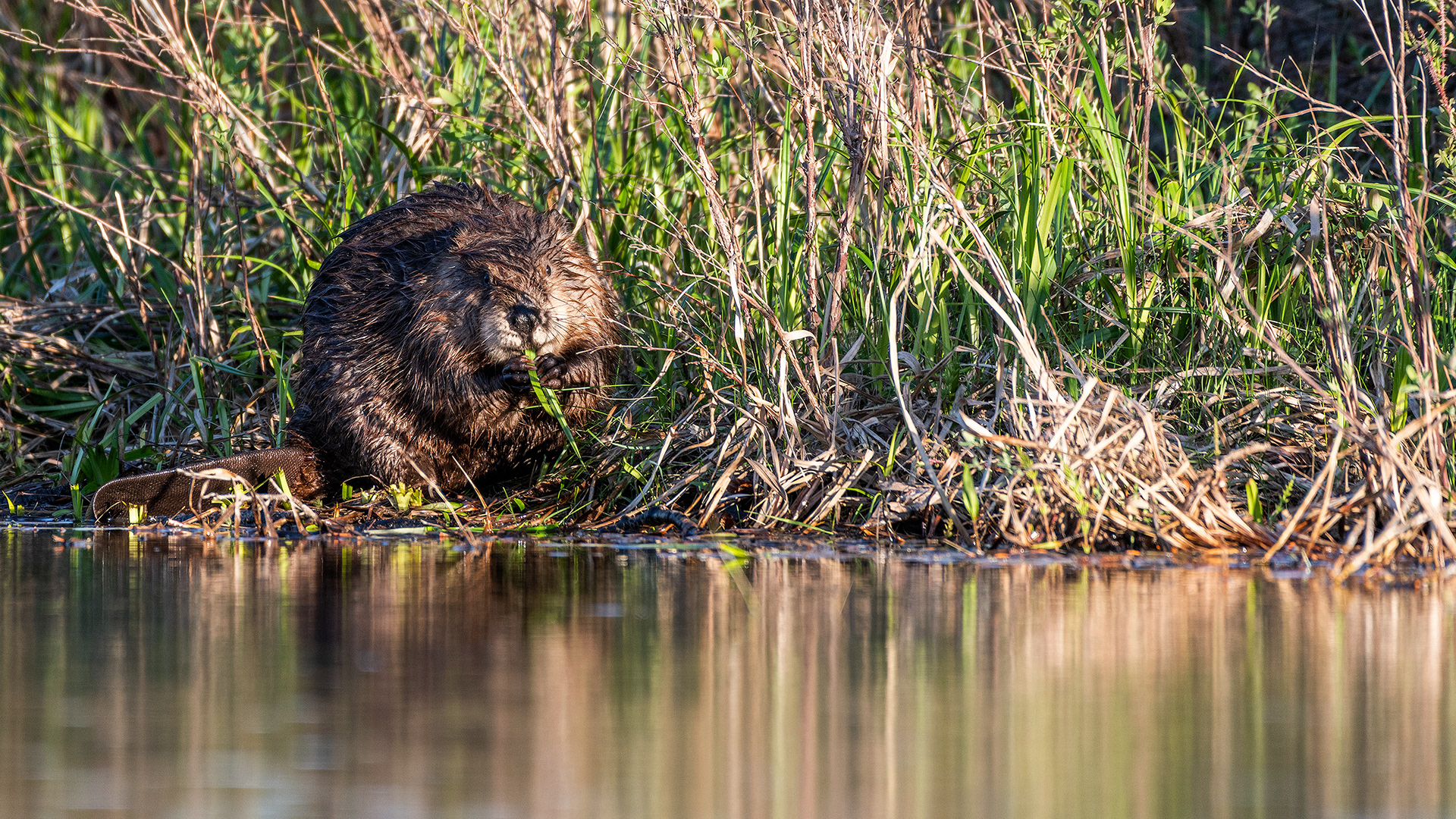 Beaver (munching away) at Boat Launch Day Use Area, Fish Creek Provincial Park, Calgary, Alberta