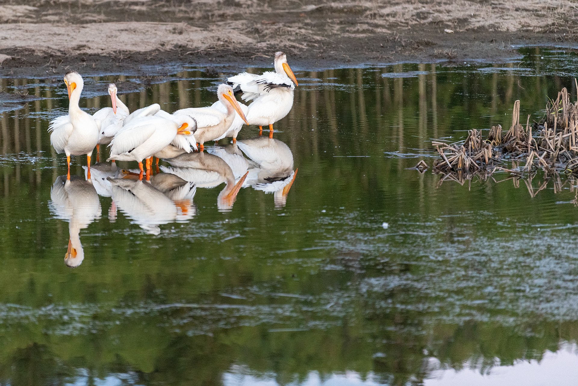 American White Pelicans grooming