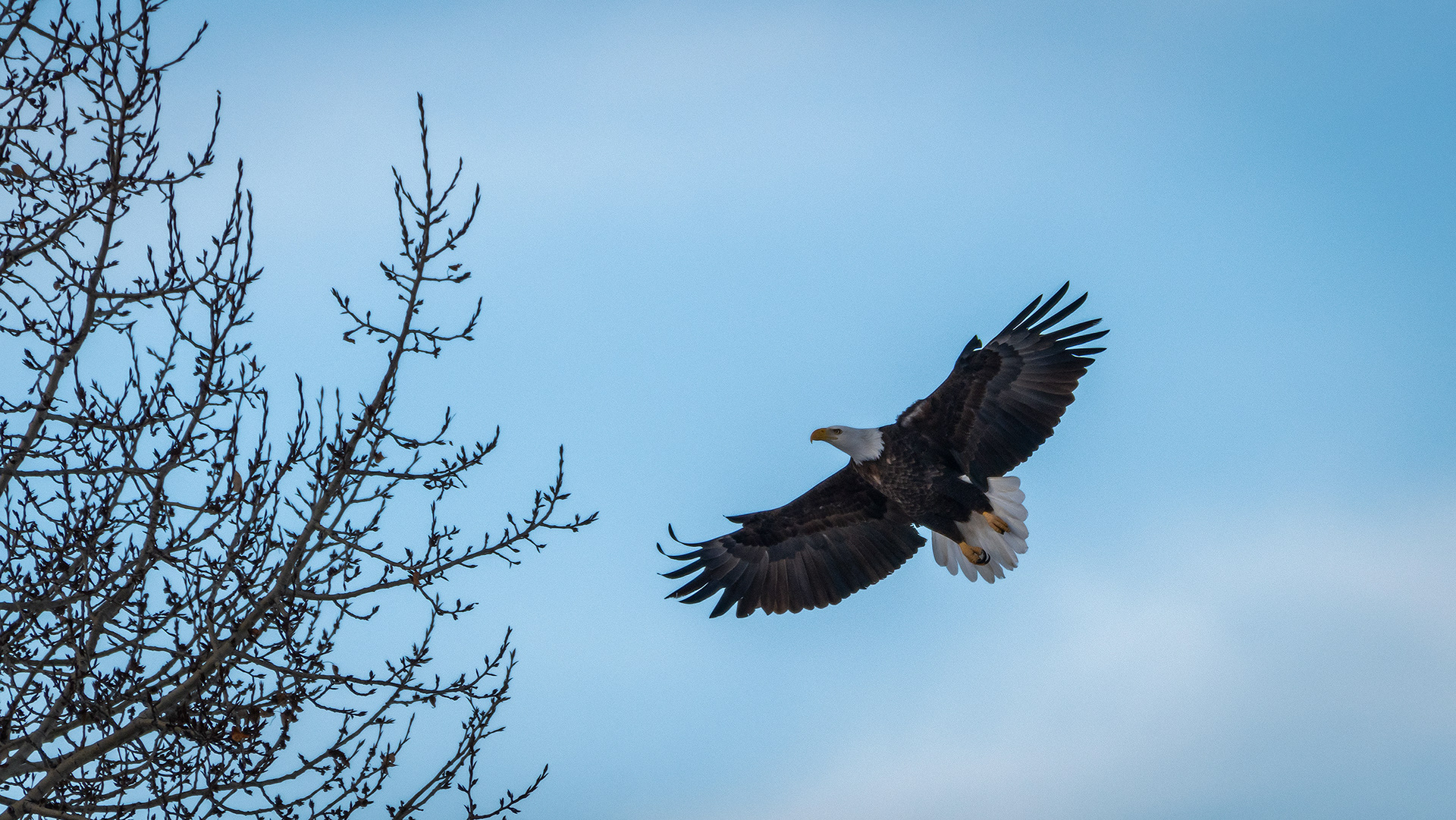 Bald Eagle in flight - Bow River, Refinery Park, Calgary, AB