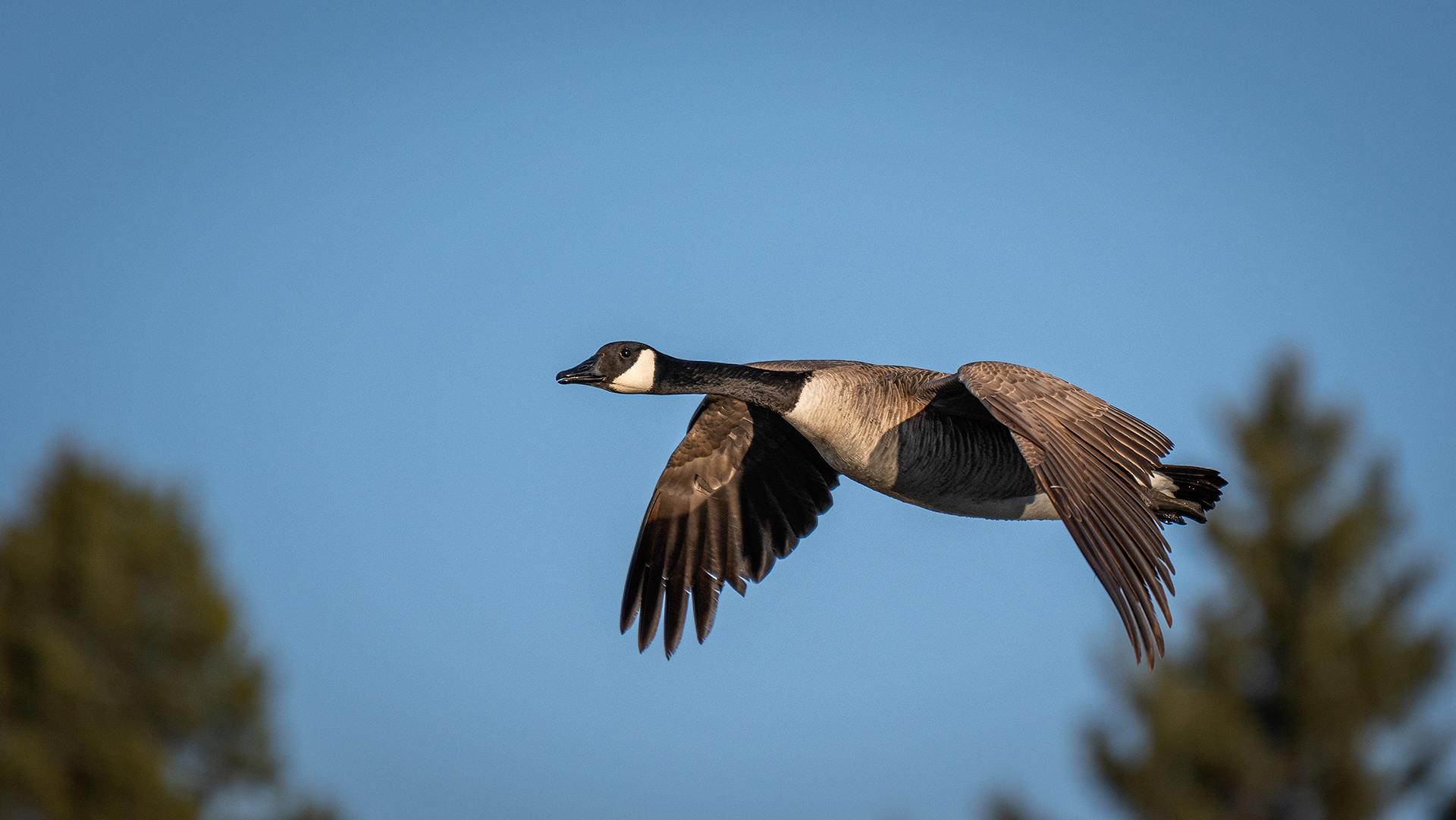 Canada Goose (in flight), Marshall Springs, Fish Creek Provincial Park, Calgary, AB