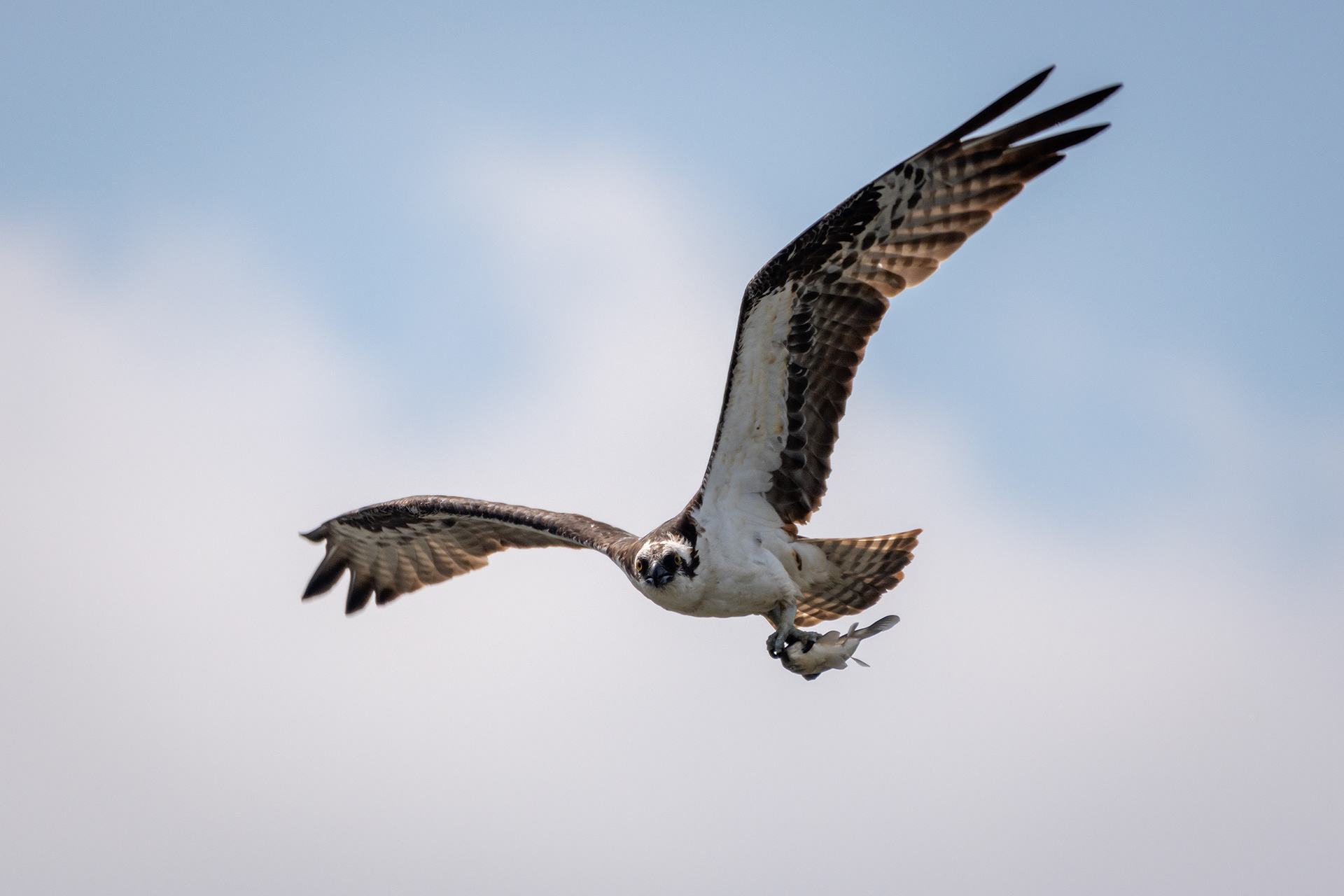 Osprey (in flight) with a fish, Marshall Springs ponds, Fish Creek Provincial Park, Calgary, AB