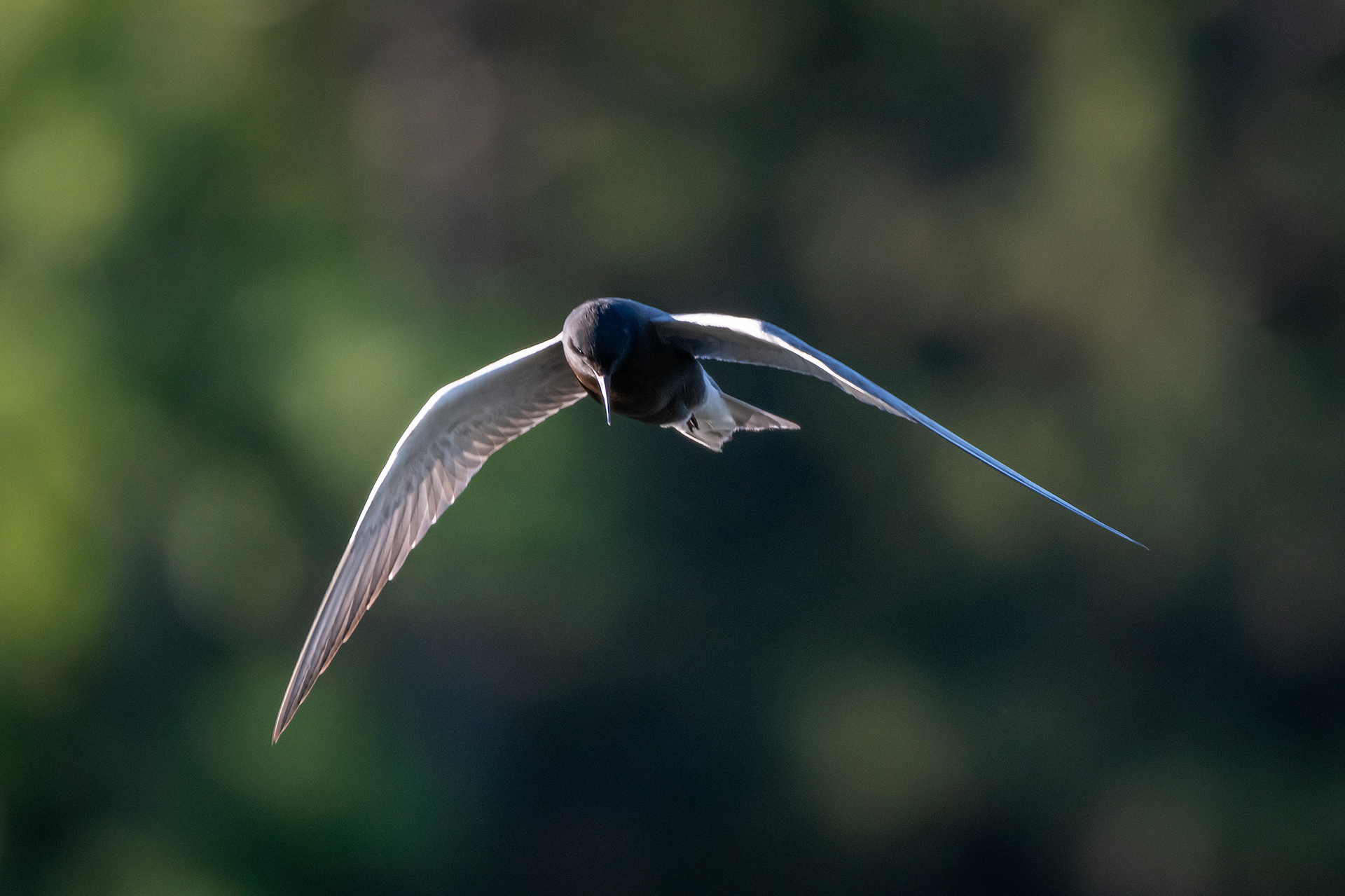 Black Tern (in flight), Marshall Springs ponds, Fish Creek Provincial Park, Calgary, AB