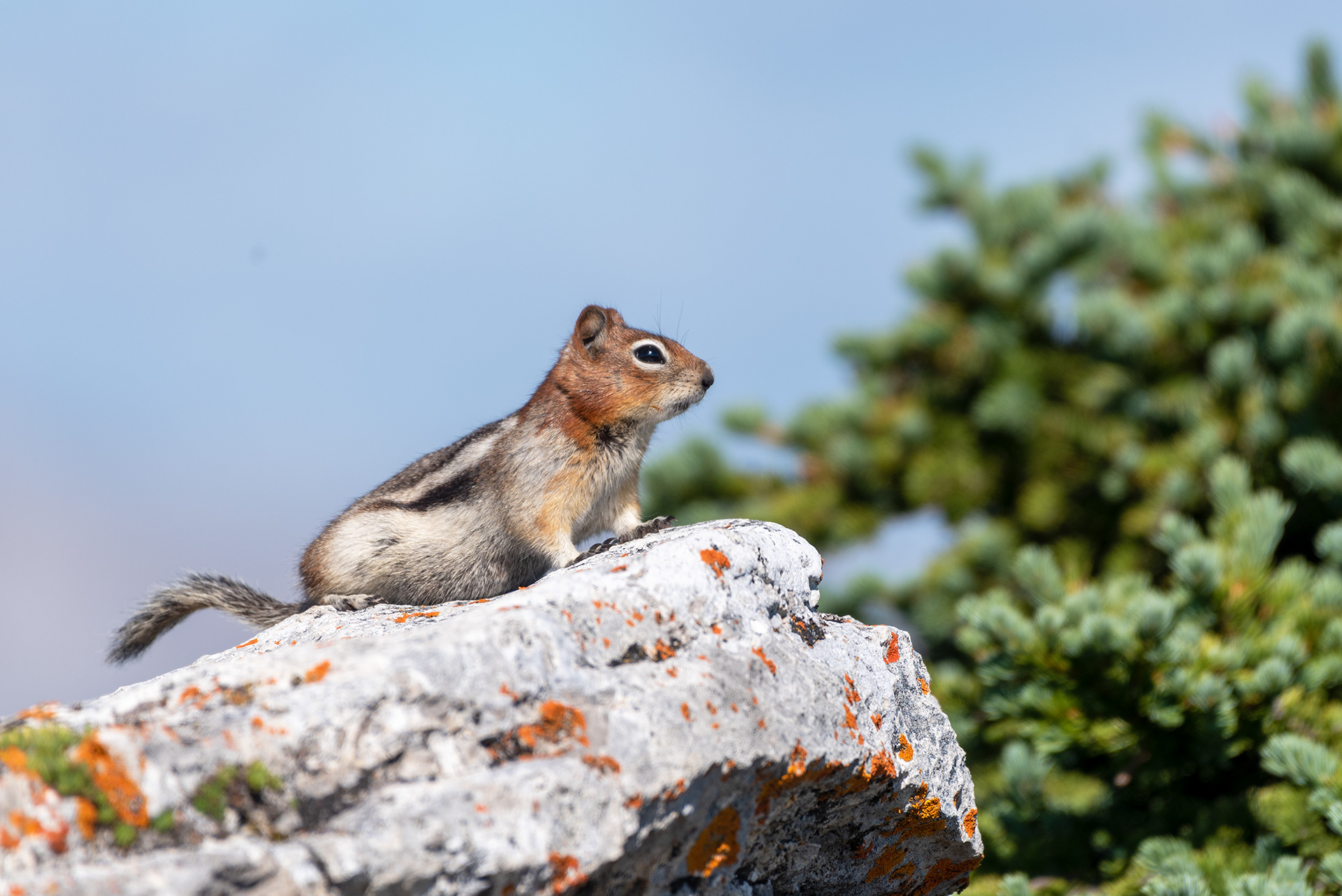 Chipmunk