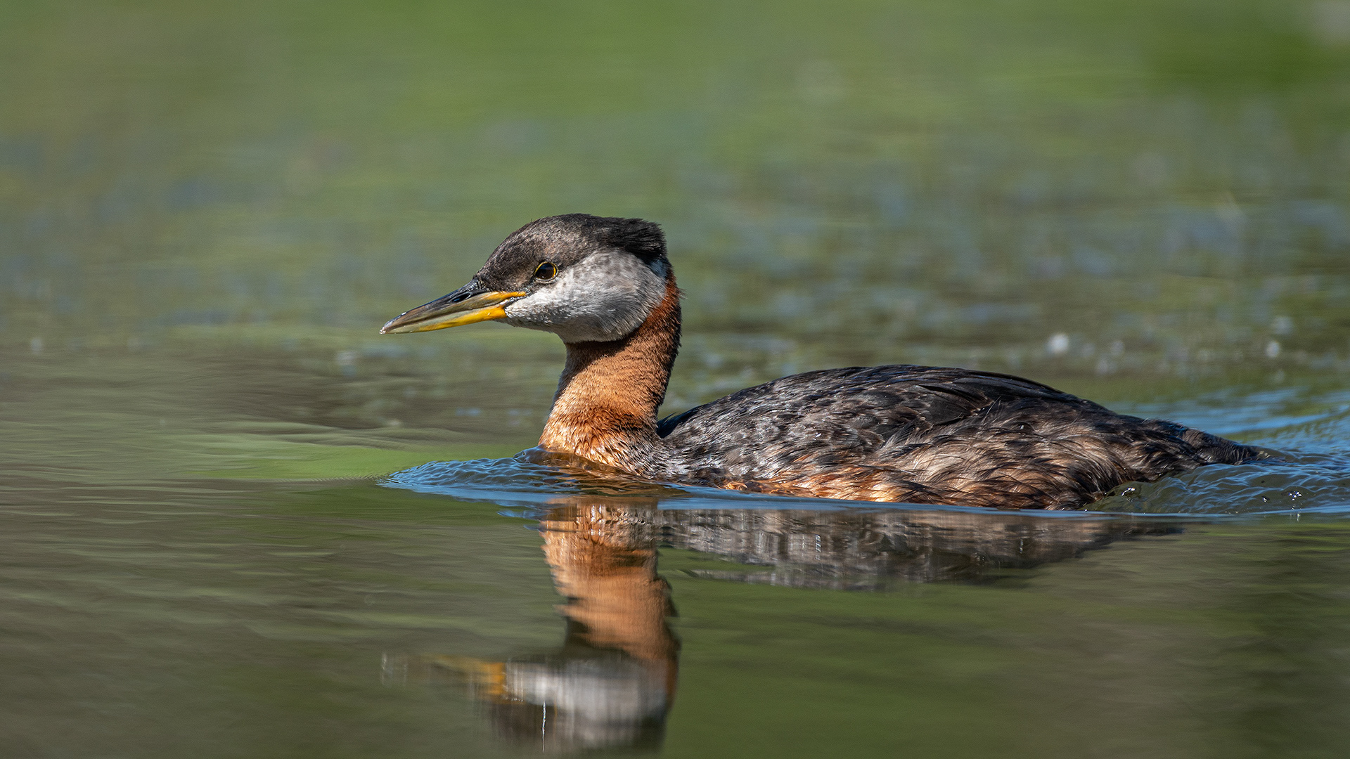 Red-necked Grebe, Marshall Springs ponds, Fish Creek Provincial Park, Calgary, AB