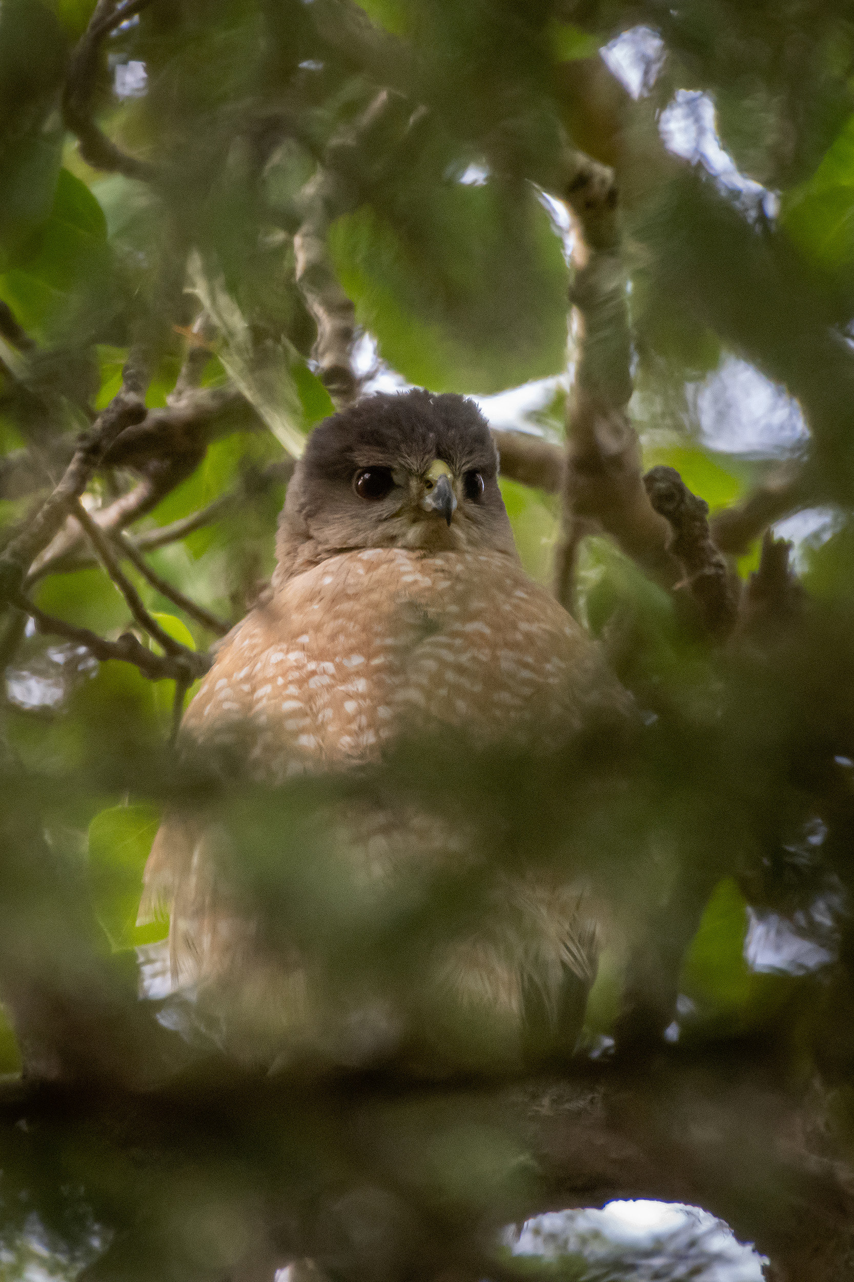 Cooper's Hawk (immature), Marshall Springs, Fish Creek Provincial Park, Calgary, AB