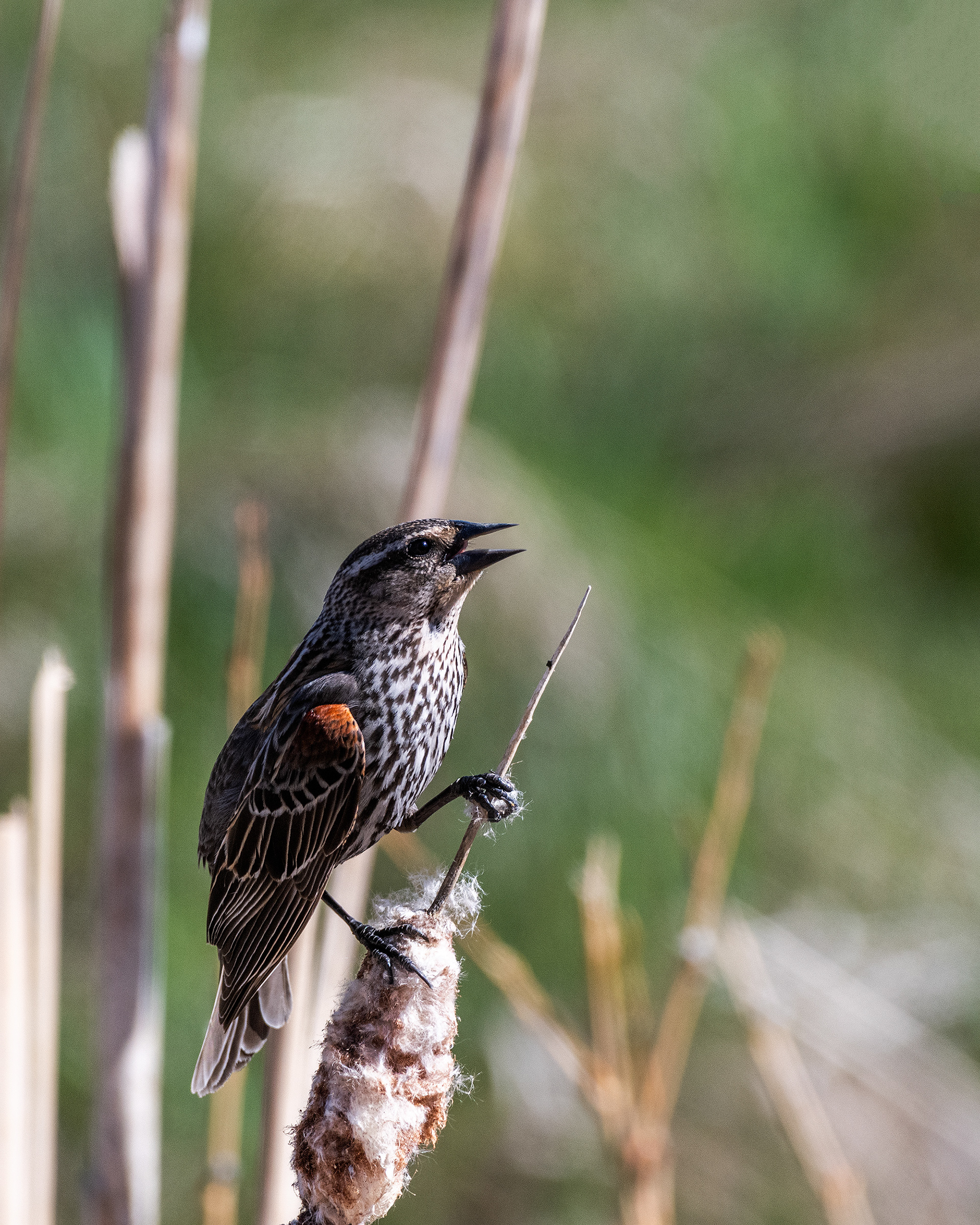 Red-winged Blackbird (female) at Marshall Springs, Fish Creek Provincial Park, Calgary, Alberta