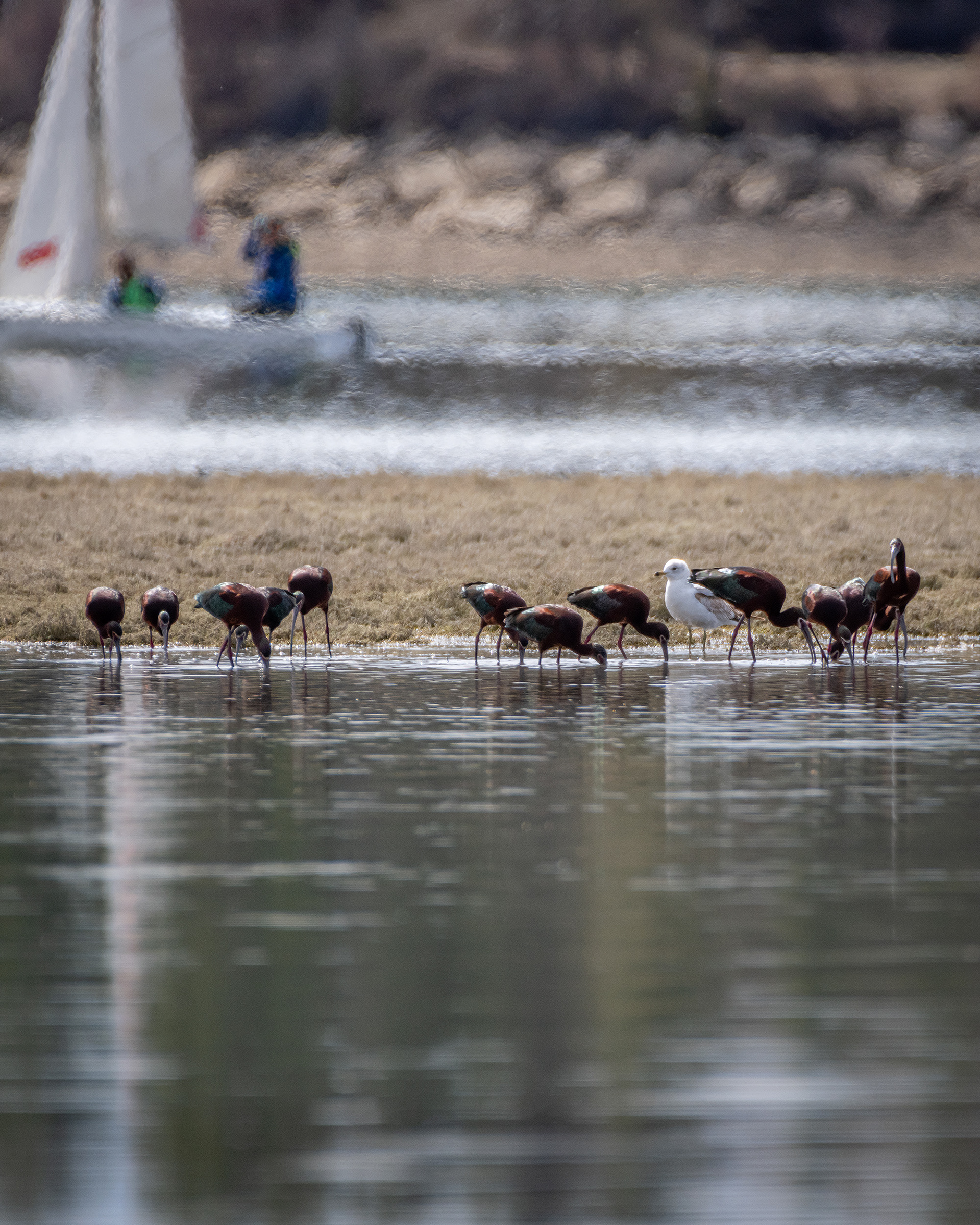 White-faced Ibises and a Ring-billed Gull, Glenmore Reservoir, North Glenmore Park, Calgary, AB
