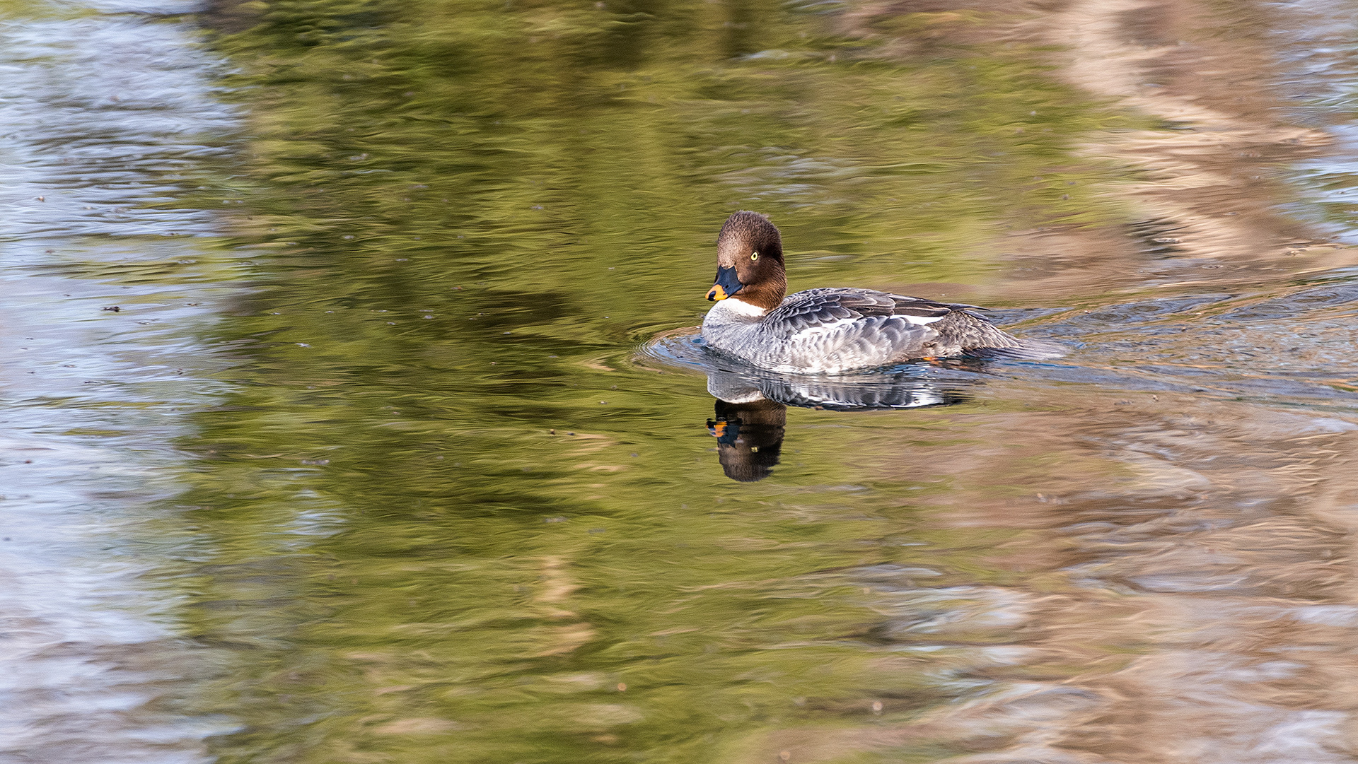 Goldeneye (female) at the Inglewood Bird Sanctuary & Nature Centre, Calgary, Alberta