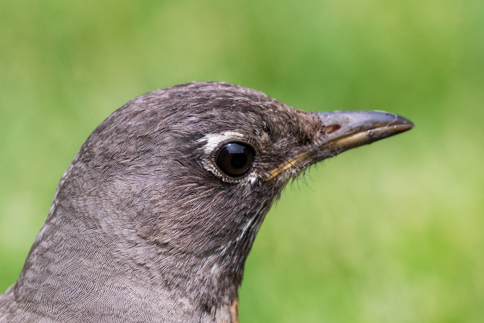 American Robin - close-up profile