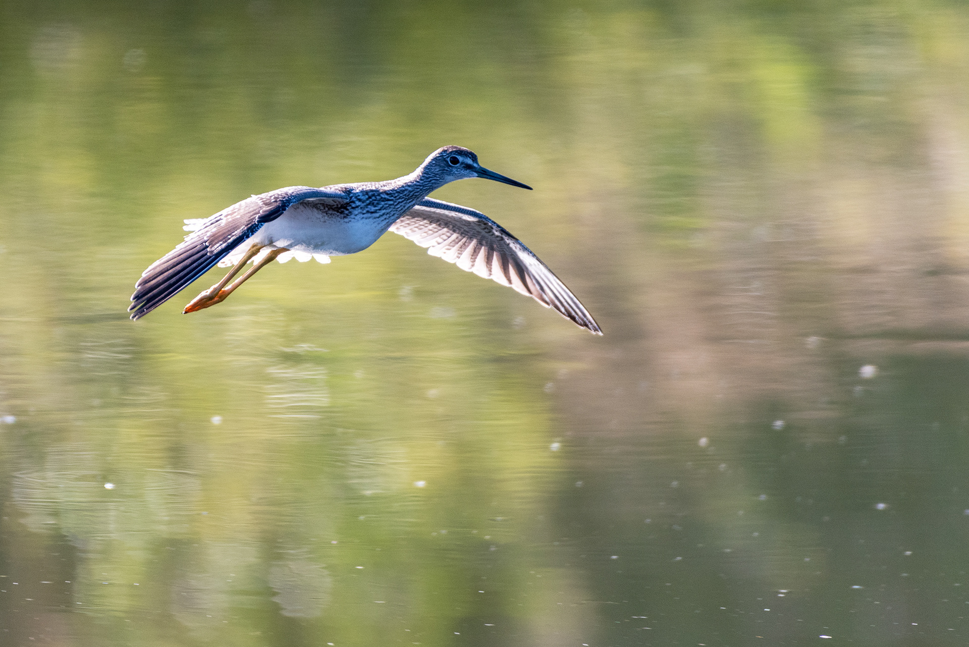 Greater Yellowlegs in flight