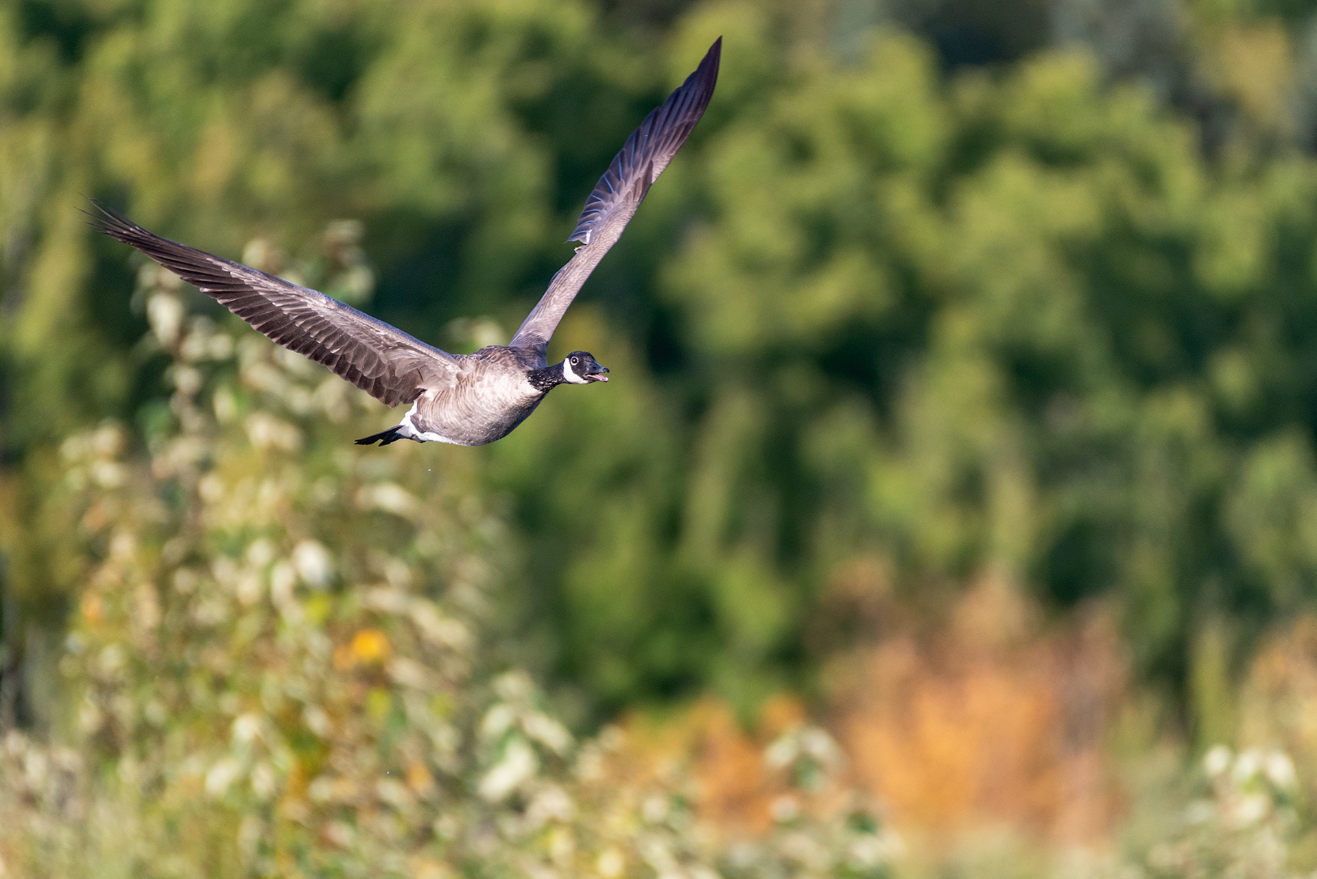Canada Goose (in flight) at the Marshall Springs ponds in Fish Creek Provincial Park