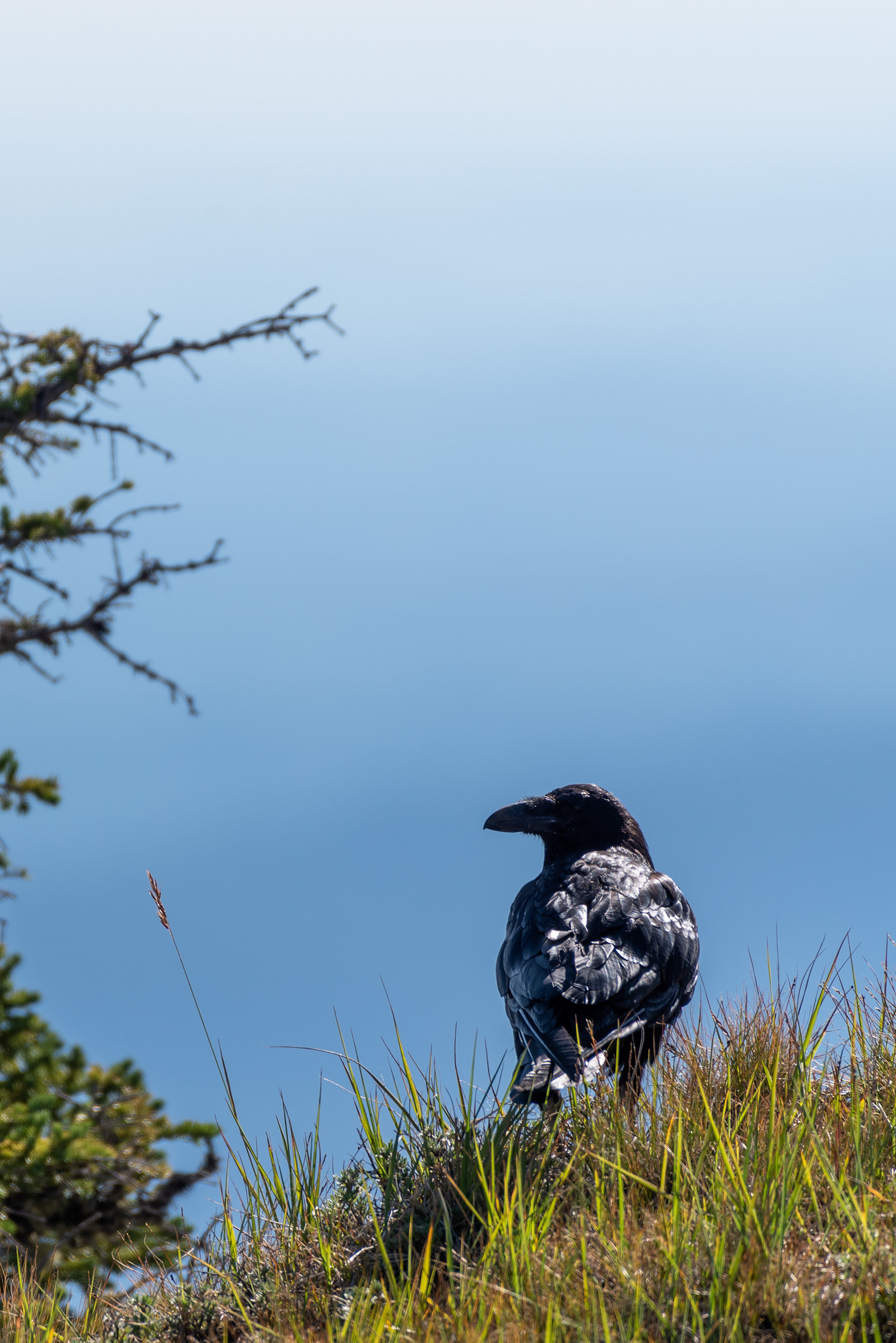 Common Raven
