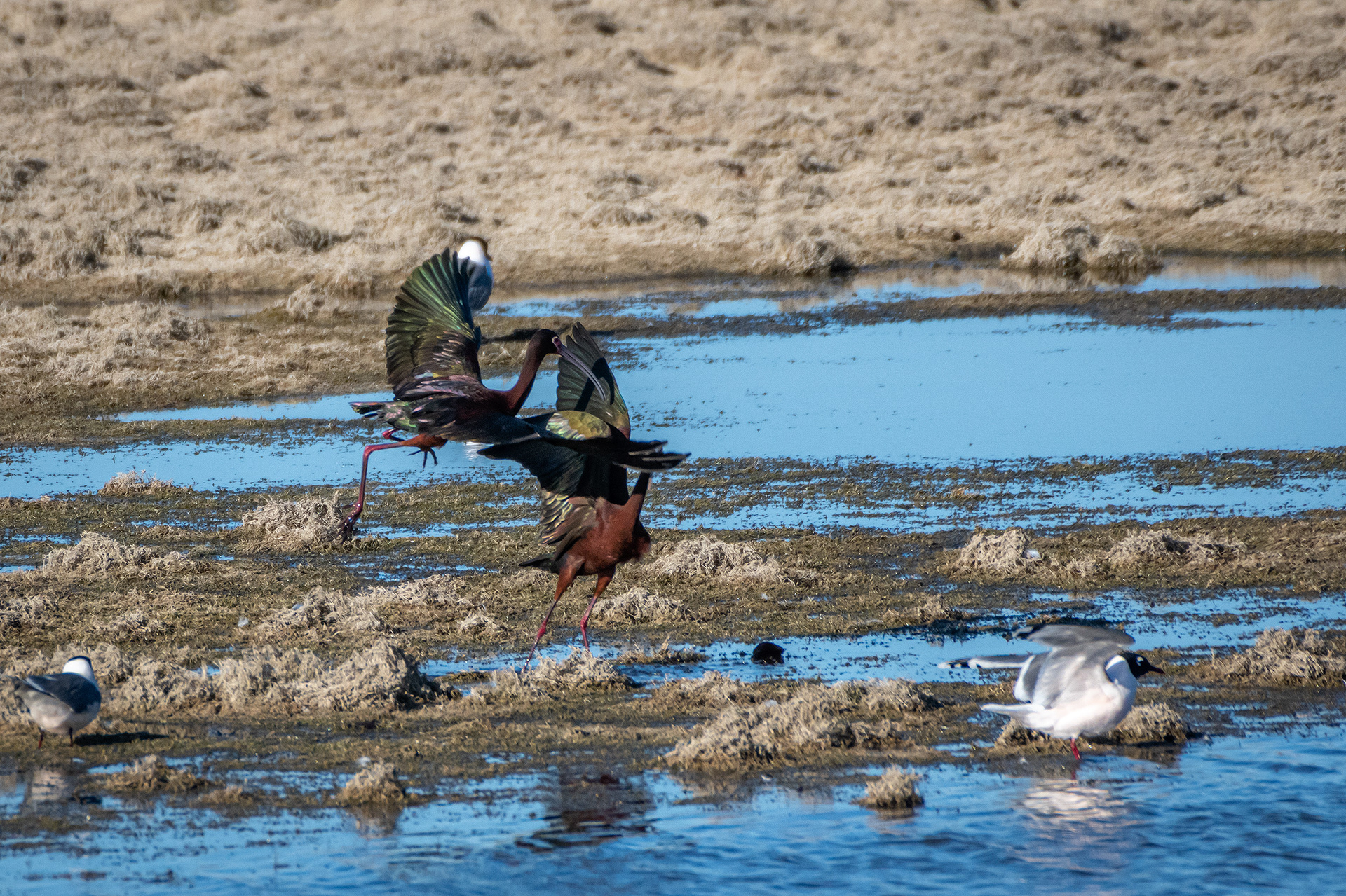 White-faced Ibises, Glenmore Reservoir, North Glenmore Park, Calgary, AB