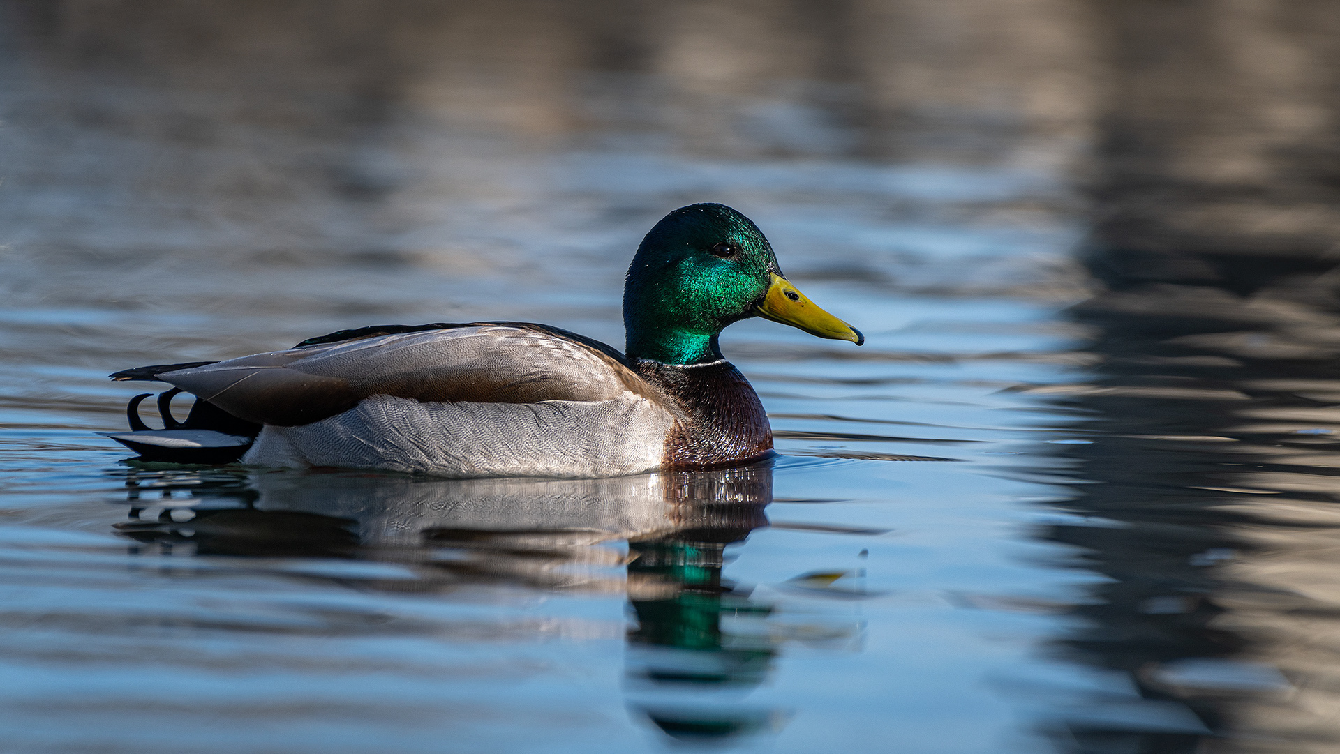 Mallard (male), near the Harvie Passage of the Bow River, Pearce Estate Park, Calgary, AB