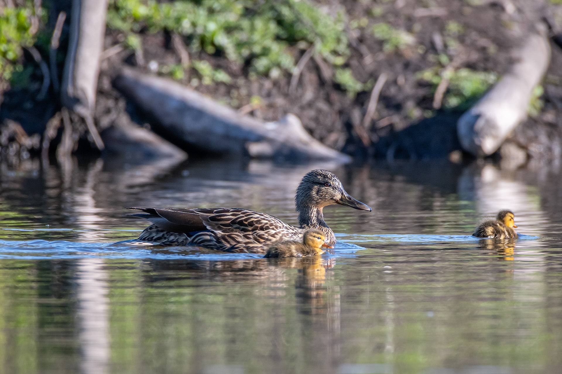 Mallard (female) with ducklings, Marshall Springs ponds, Fish Creek Provincial Park, Calgary, AB