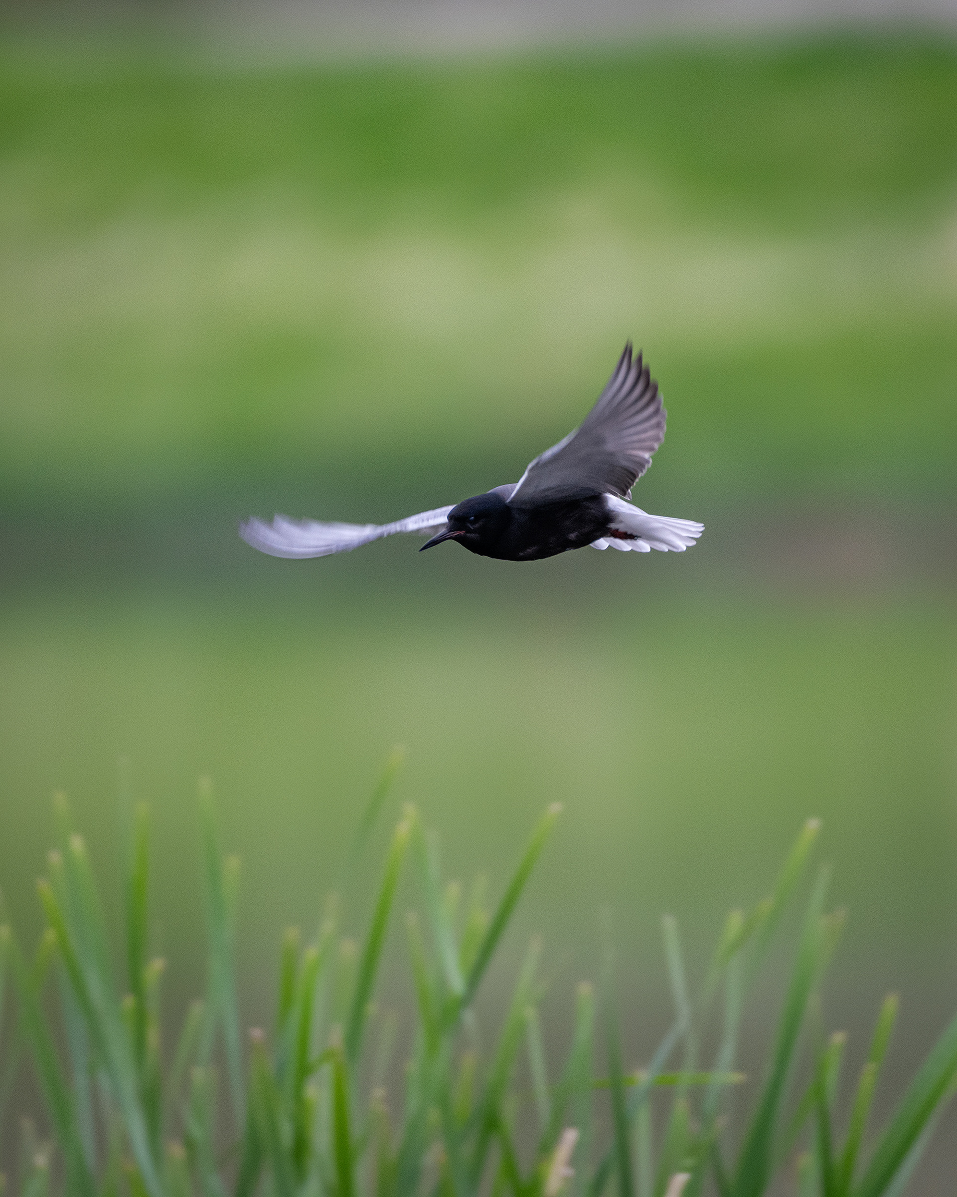 Black Tern (in flight), Marshall Springs ponds, Fish Creek Provincial Park, Calgary, AB