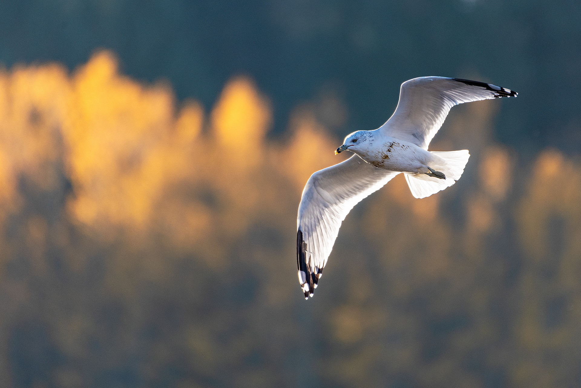 Ring-billed Gull, in flight, at the Marshall Springs ponds in Fish Creek Provincial Park