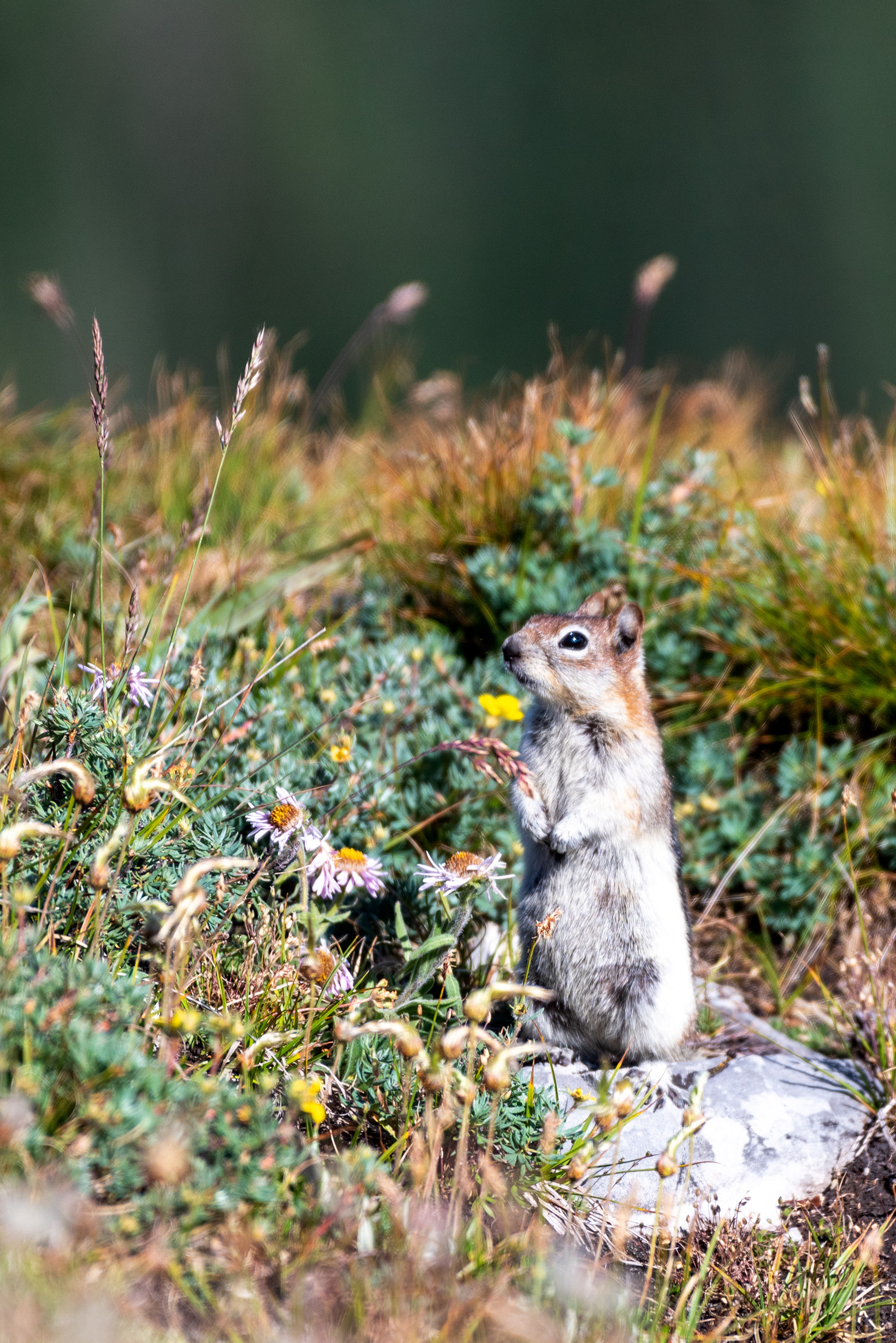 Chipmunk