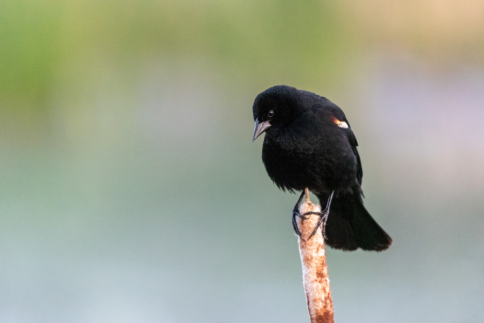 Red-winged Blackbird, Marshall Springs, Fish Creek Provincial Park, Calgary