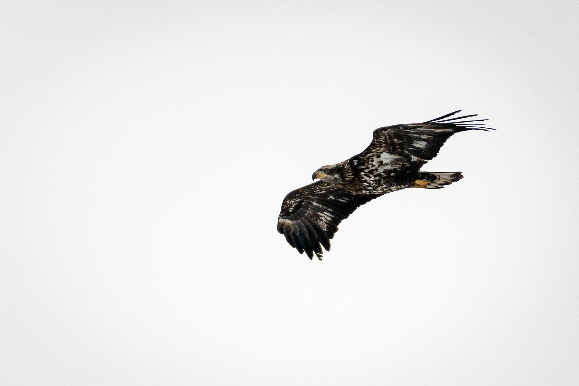 Bald Eagle (immature) in flight - Southview Off Leash Dog Park, Calgary, AB