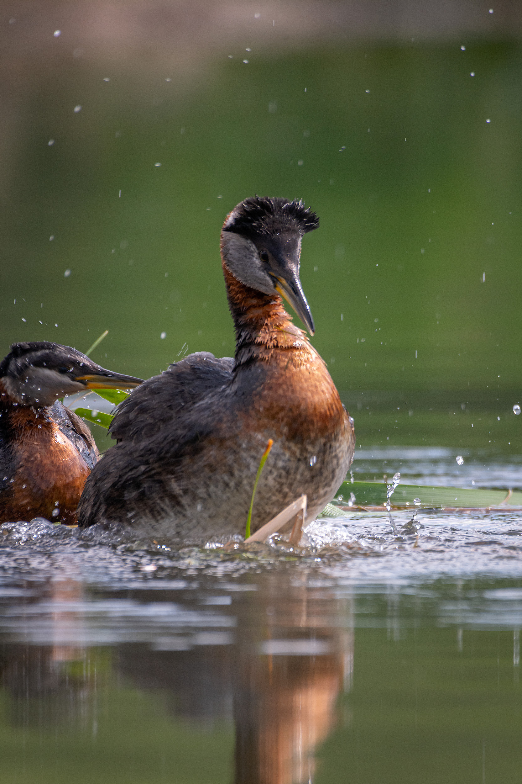 Red-necked Grebe pair, Marshall Springs ponds, Fish Creek Provincial Park, Calgary, AB