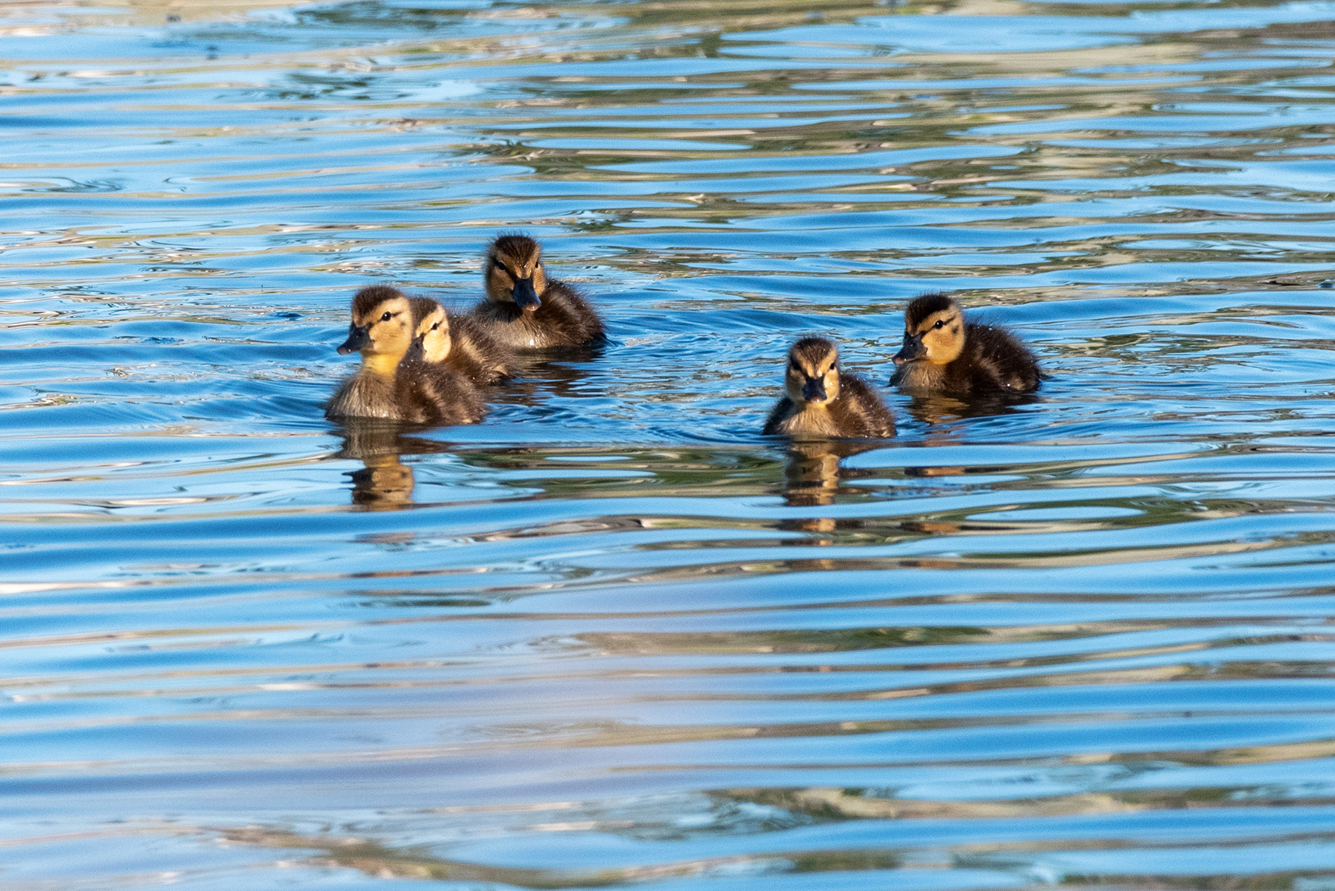 Mallard ducklings