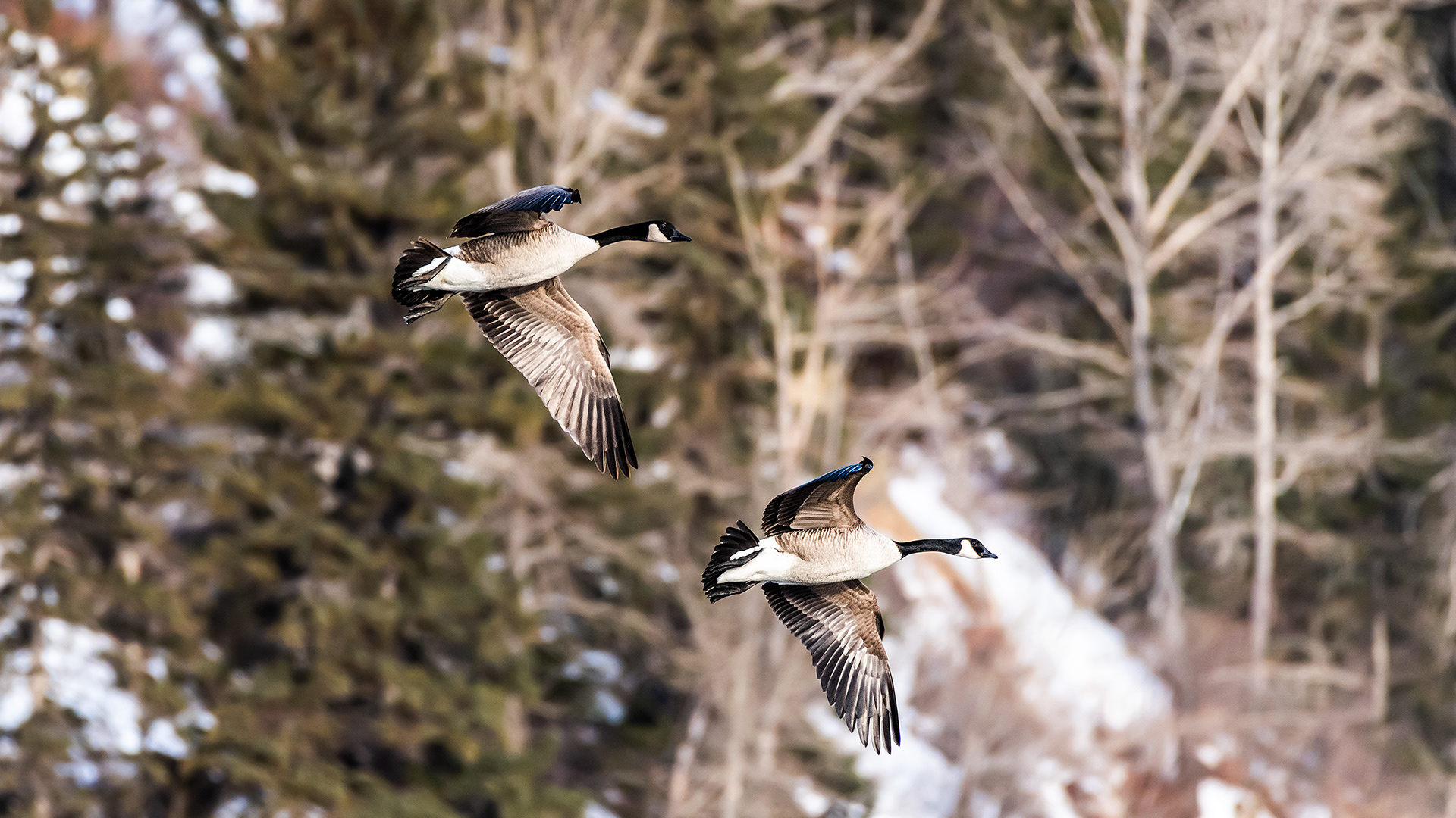 Canada Geese pair (in flight) near Mallard Point, Fish Creek Prov. Park, Calgary, AB
