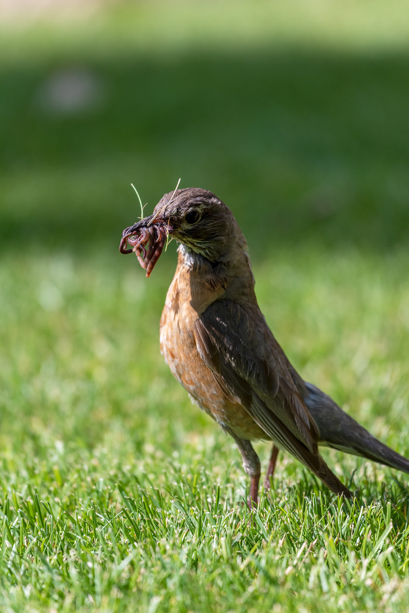 Bill already full of worms, American Robin continues to search the grass for more