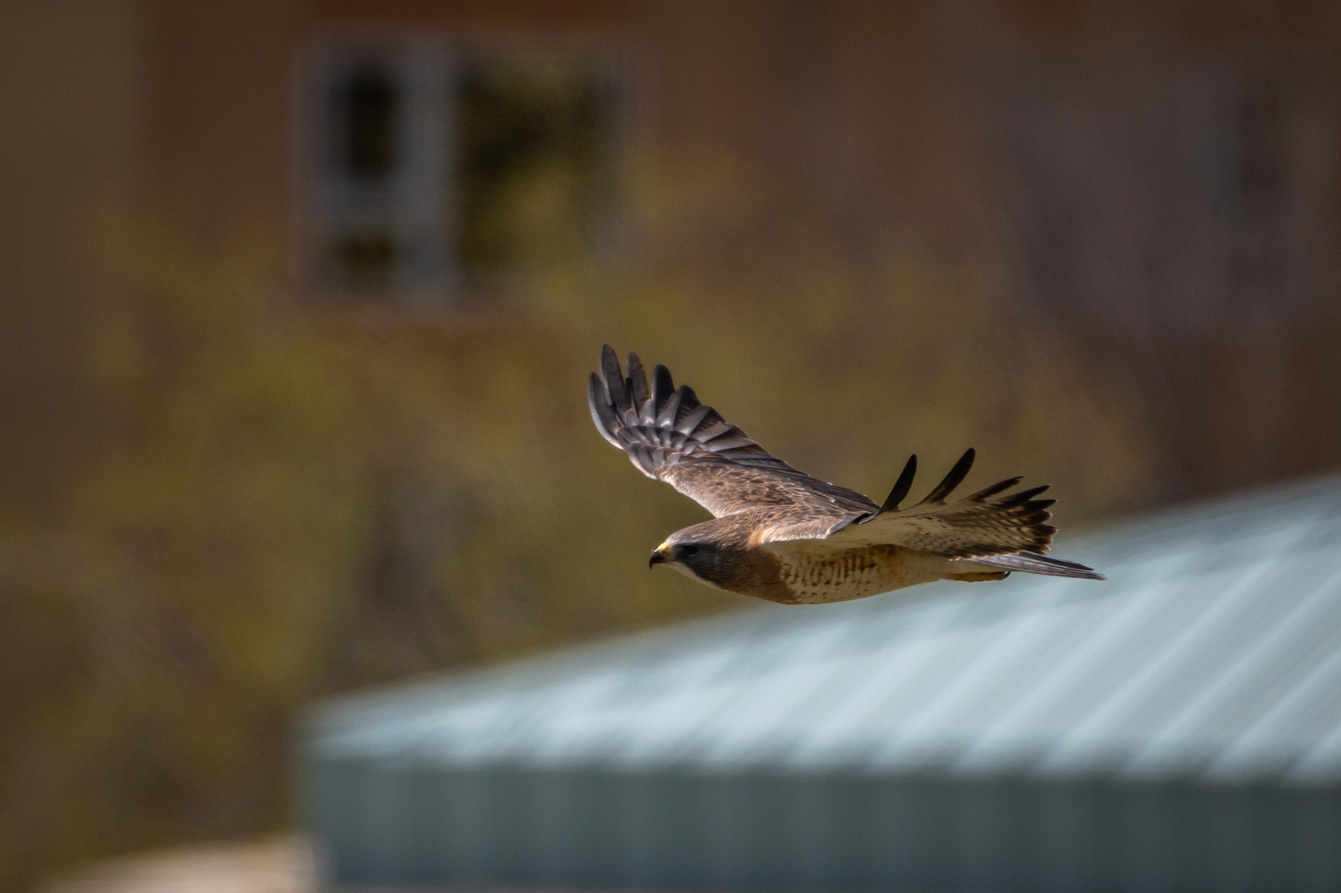 Hawk (in flight), Tom Campbell's Hill Natural Park, Calgary, AB