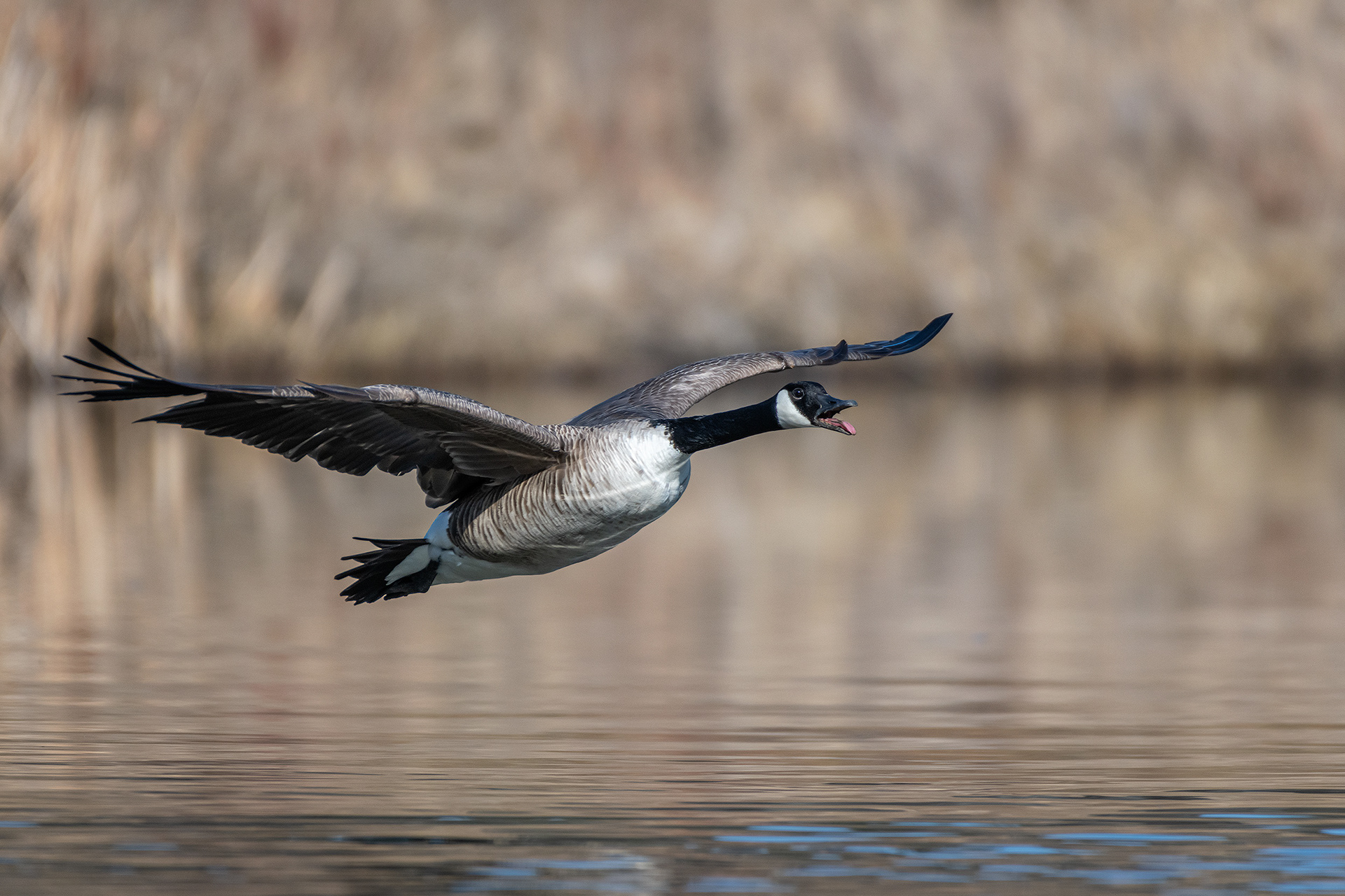 Canada Goose (in flight), Marshall Springs, Fish Creek Provincial Park, Calgary, AB