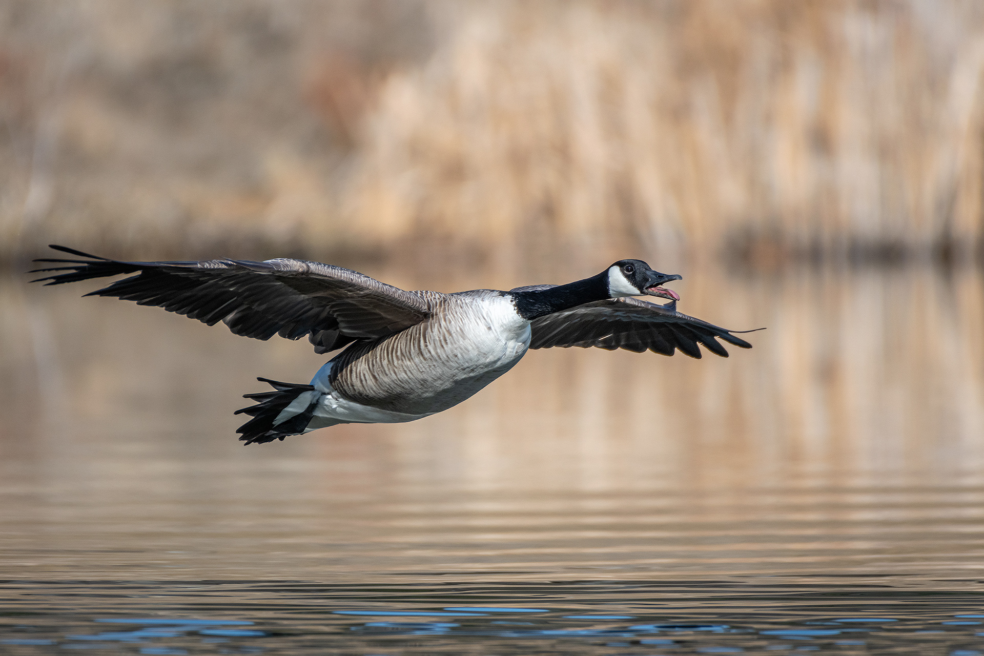 Canada Goose (in flight), Marshall Springs, Fish Creek Provincial Park, Calgary, AB