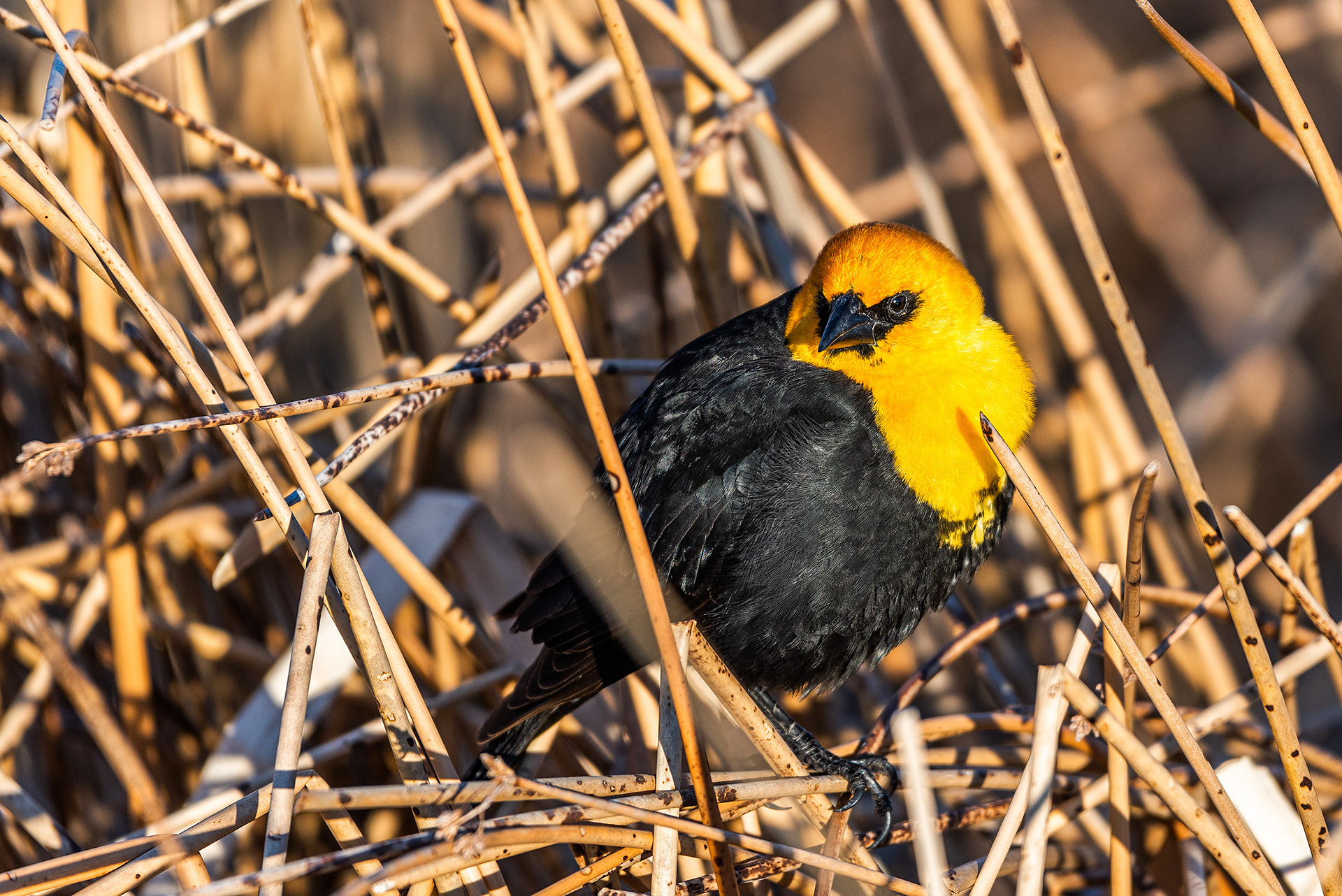 Yellow-headed Blackbird at Frank Lake, Alberta