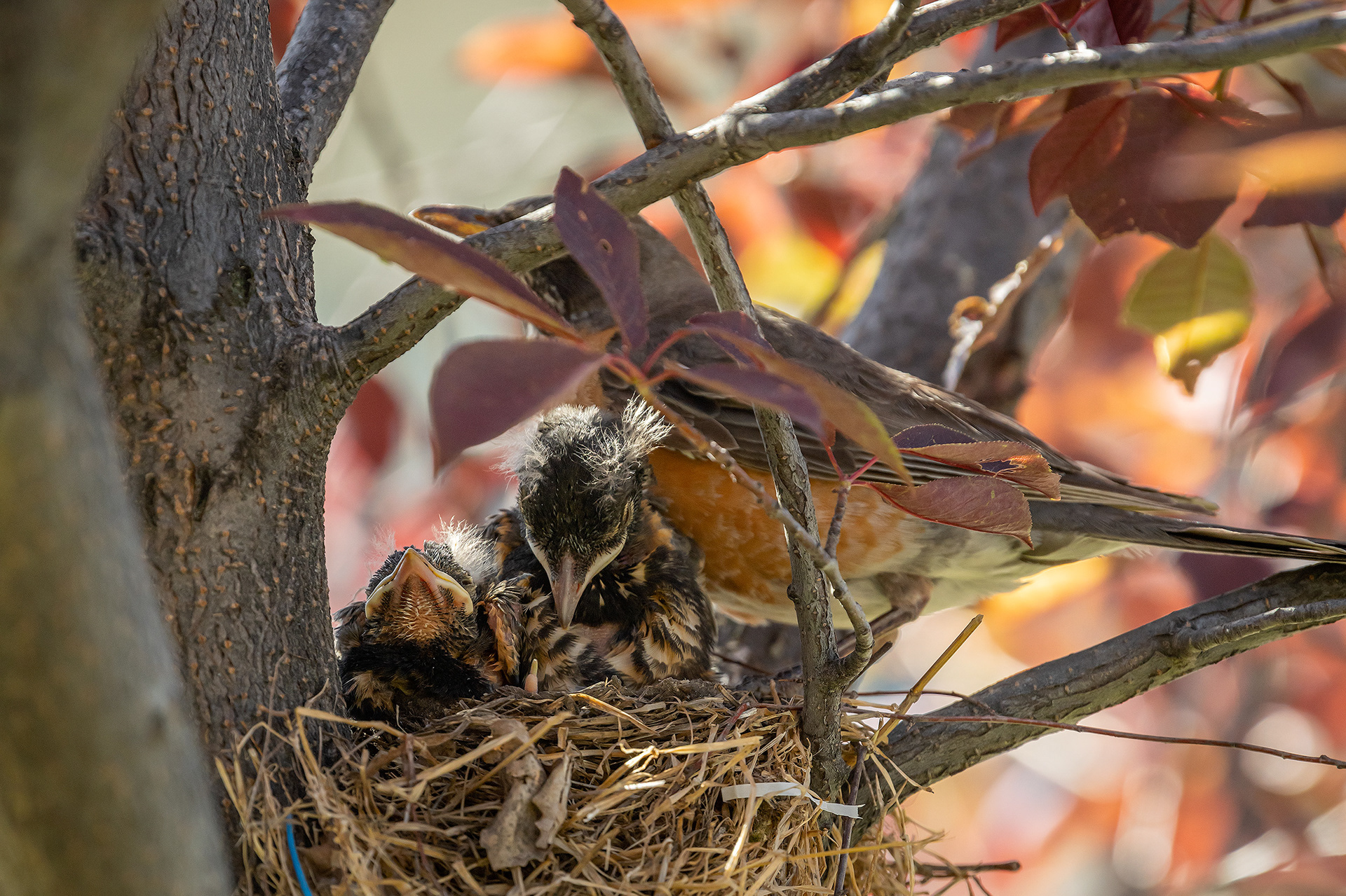 American Robin (female) with hatchlings, Bridlewood, Calgary, AB