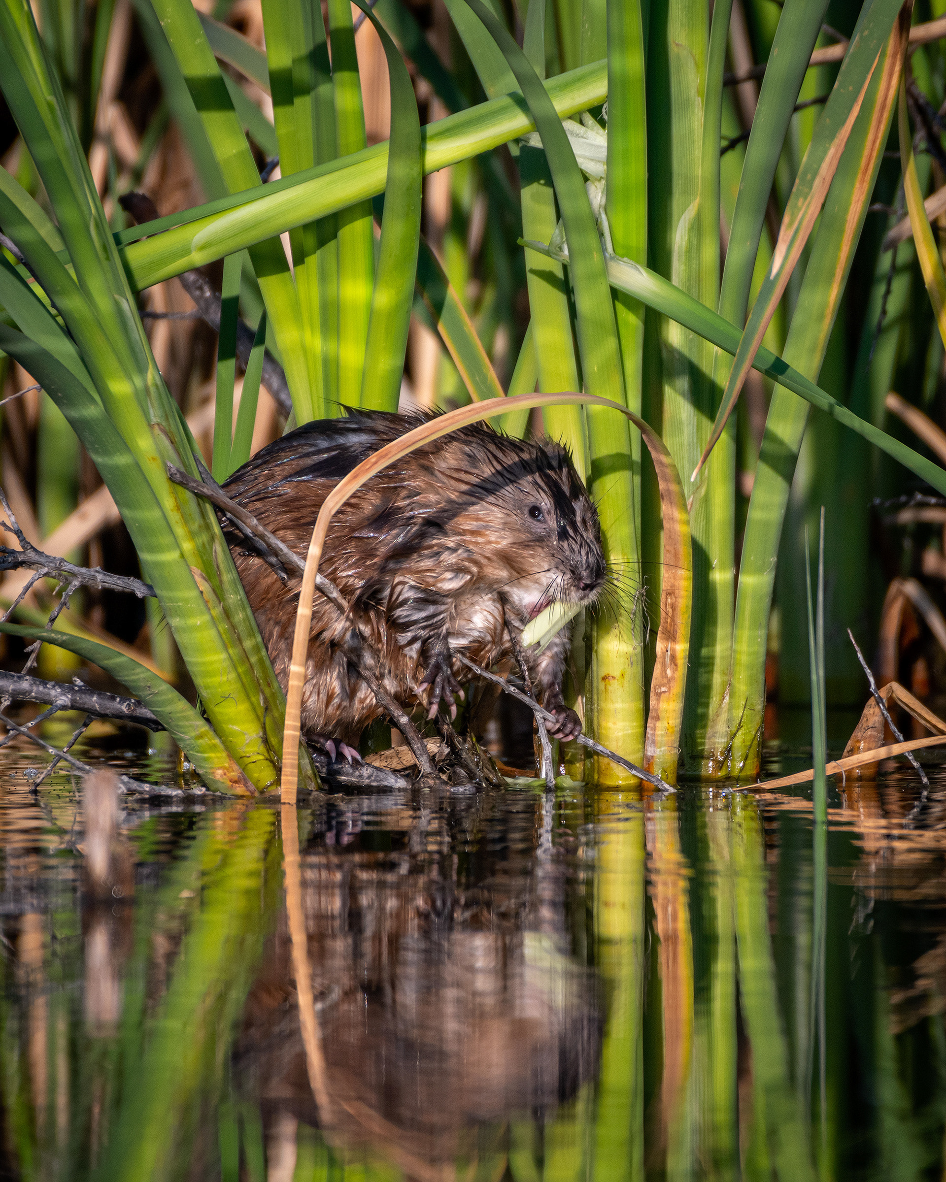 Muskrat, Marshall Springs ponds, Fish Creek Provincial Park, Calgary, AB