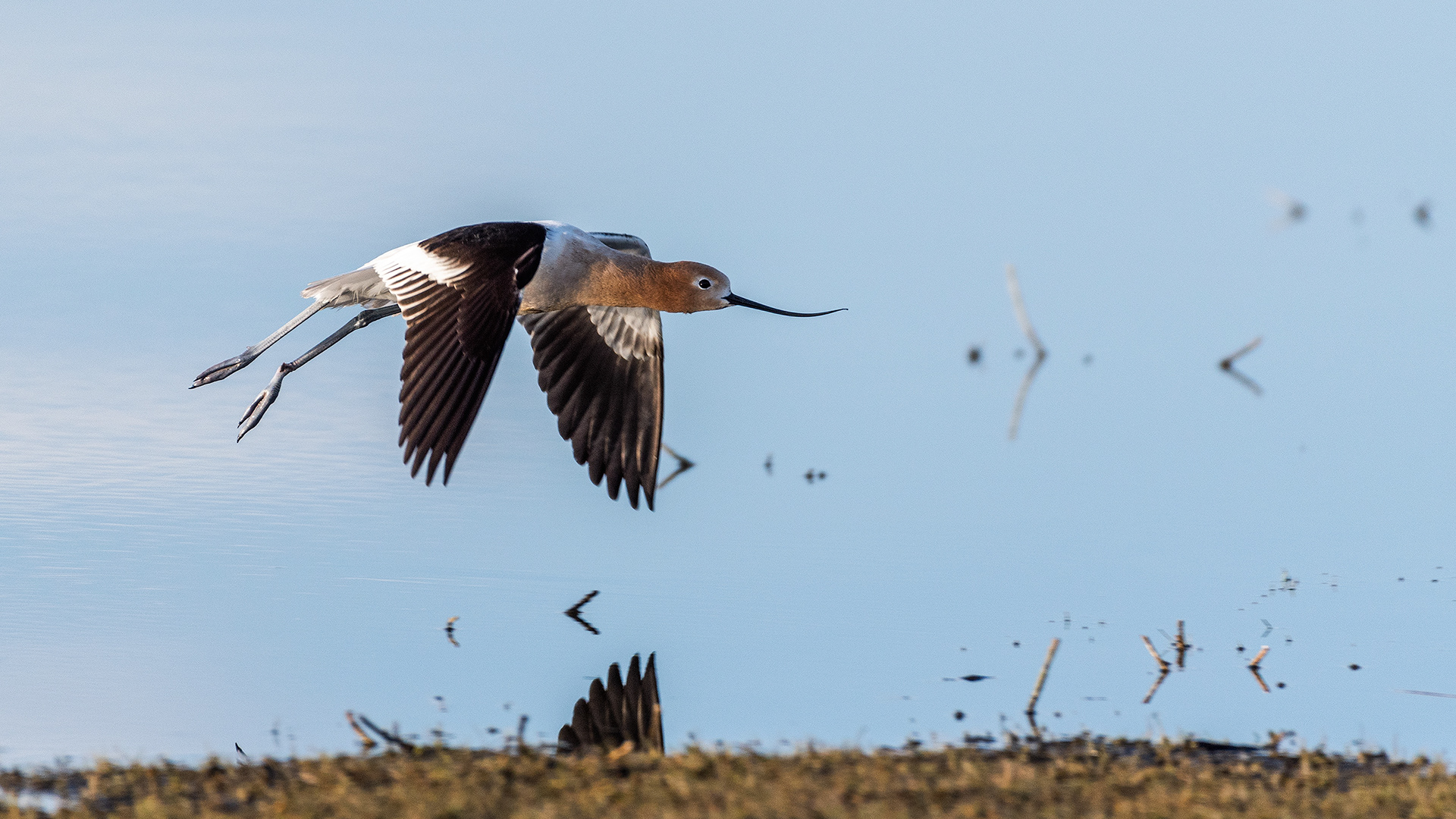 American Avocet in flight at Frank Lake, Alberta
