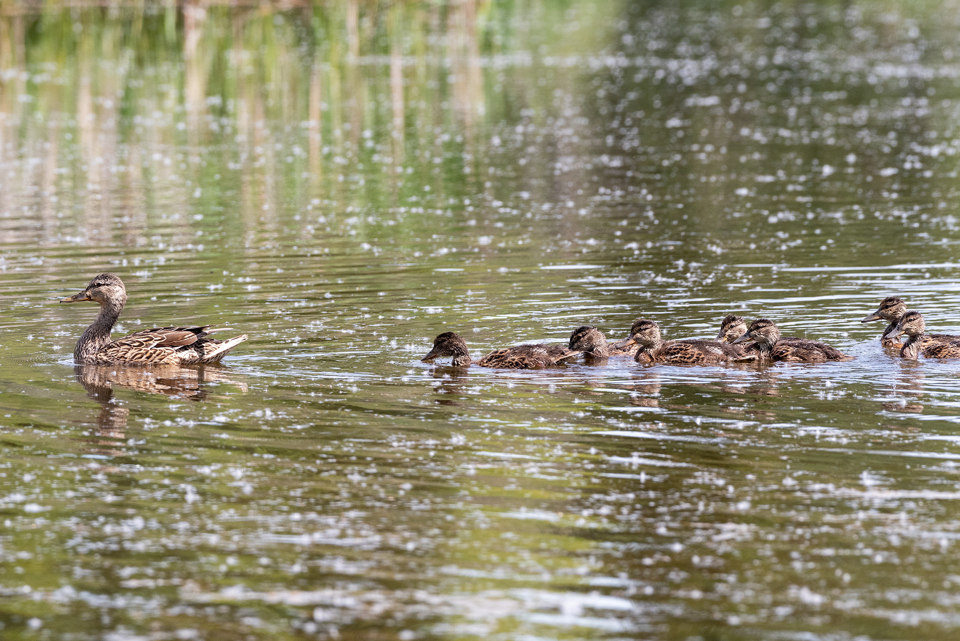 Mallard, ducklings, Weaselhead Flats , Elbow River, Calgary, Alberta