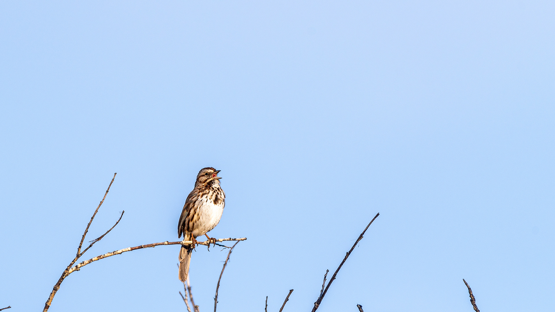 Bird by the Bow River near Carburn Park, Calgary, AB