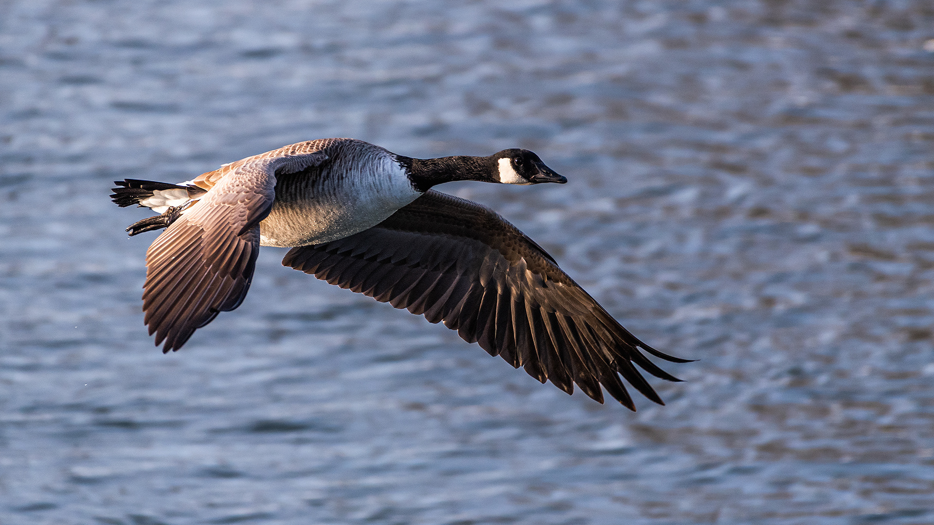 Canada Goose (in flight) near Carburn Park, Calgary, AB