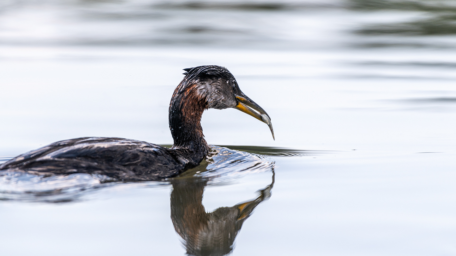 Red-necked Grebe (female), Marshall Springs - Fish Creek Prov. Park, Calgary, AB