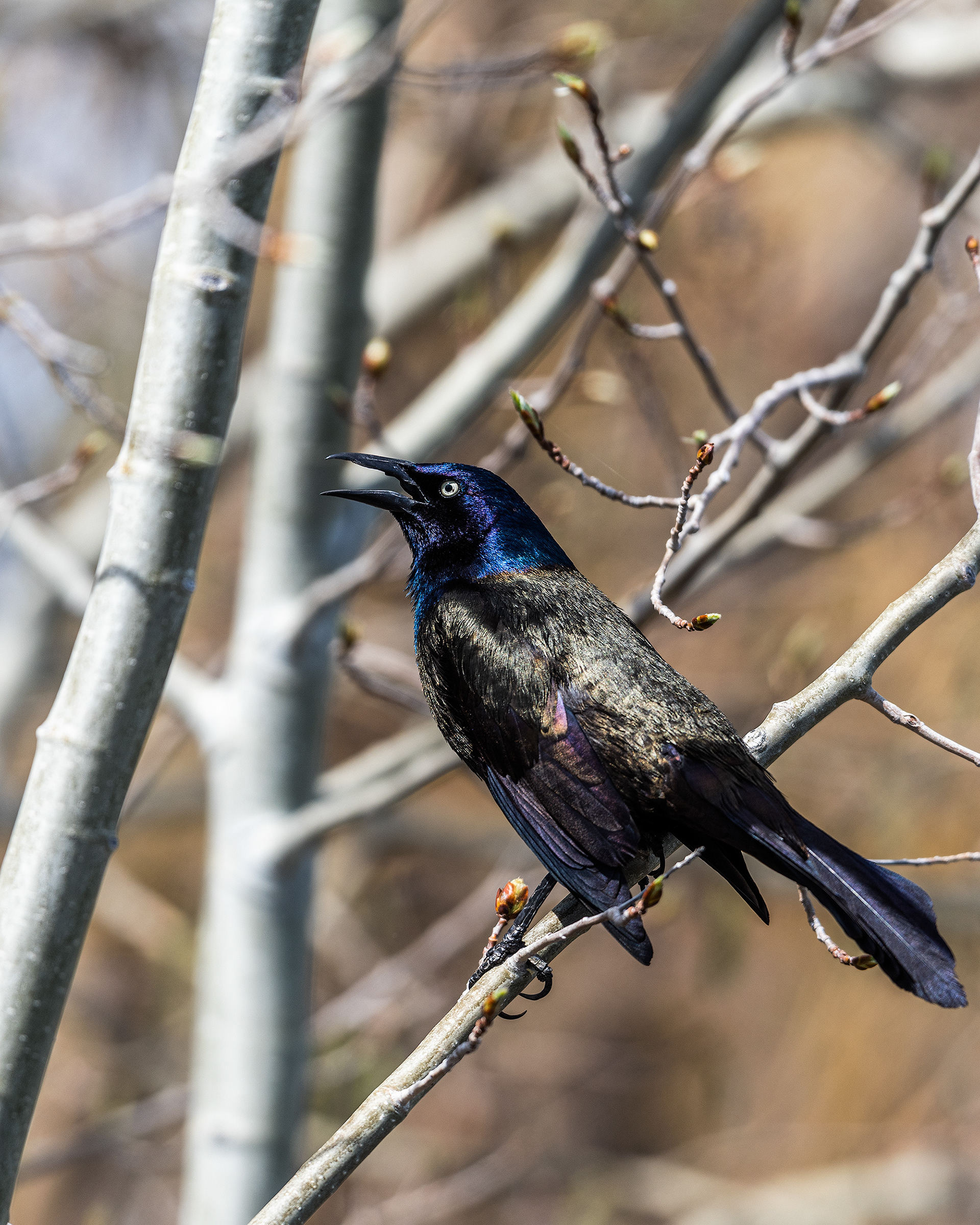 Common Grackle at Bridlewood Wetlands Park, Calgary, Alberta