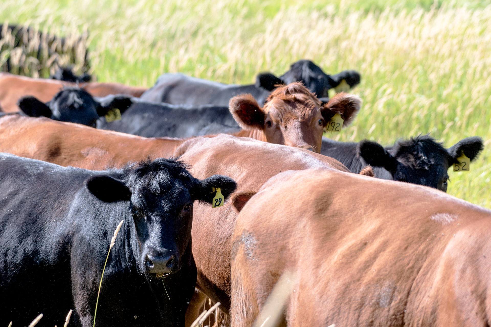 Angus cattle