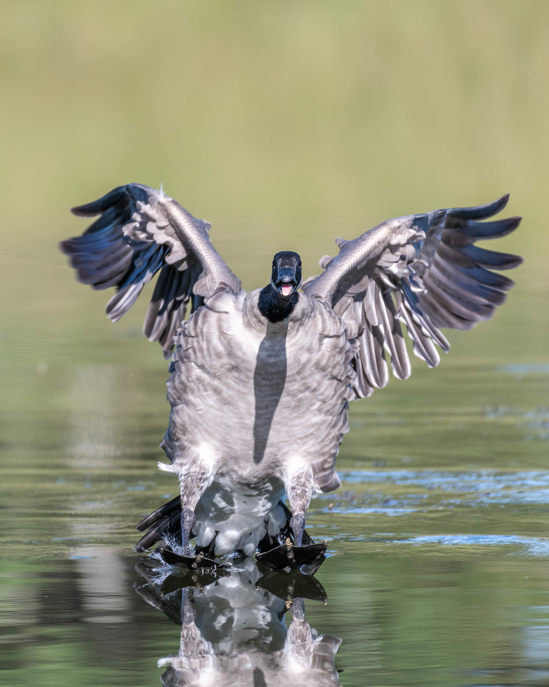 Canada Goose coming in for a landing, Marshall Springs - Fish Creek Prov. Park, Calgary, AB