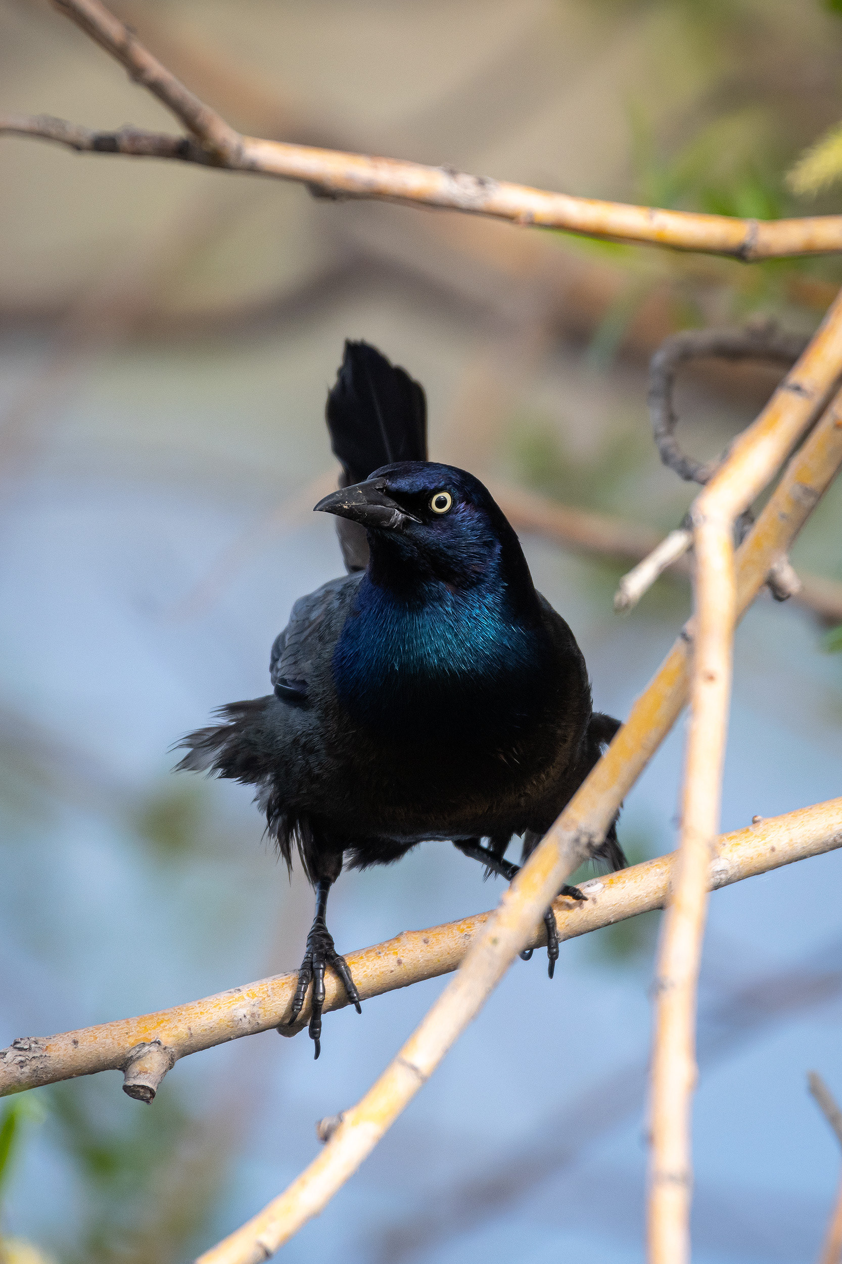 Common Grackle, Bridlewood Wetlands Park, Calgary, AB