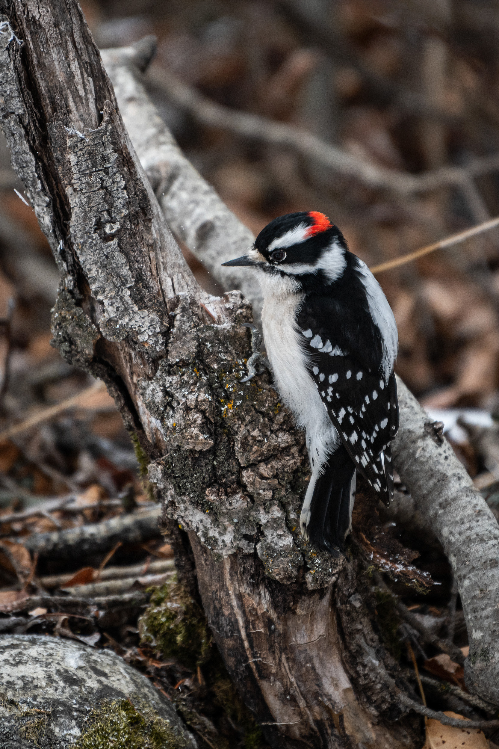 Downy Woodpecker (male), near the Marshall Springs area of Fish Creek Provincial Park, Calgary, AB