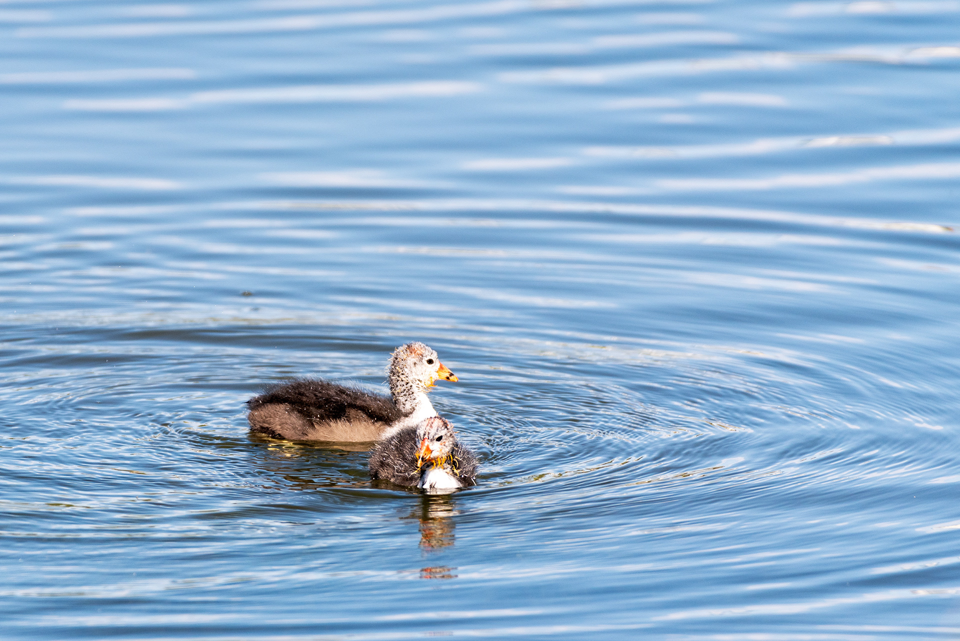 American Coot, chicks, Bridlewood Wetlands Park, Calgary, Alberta