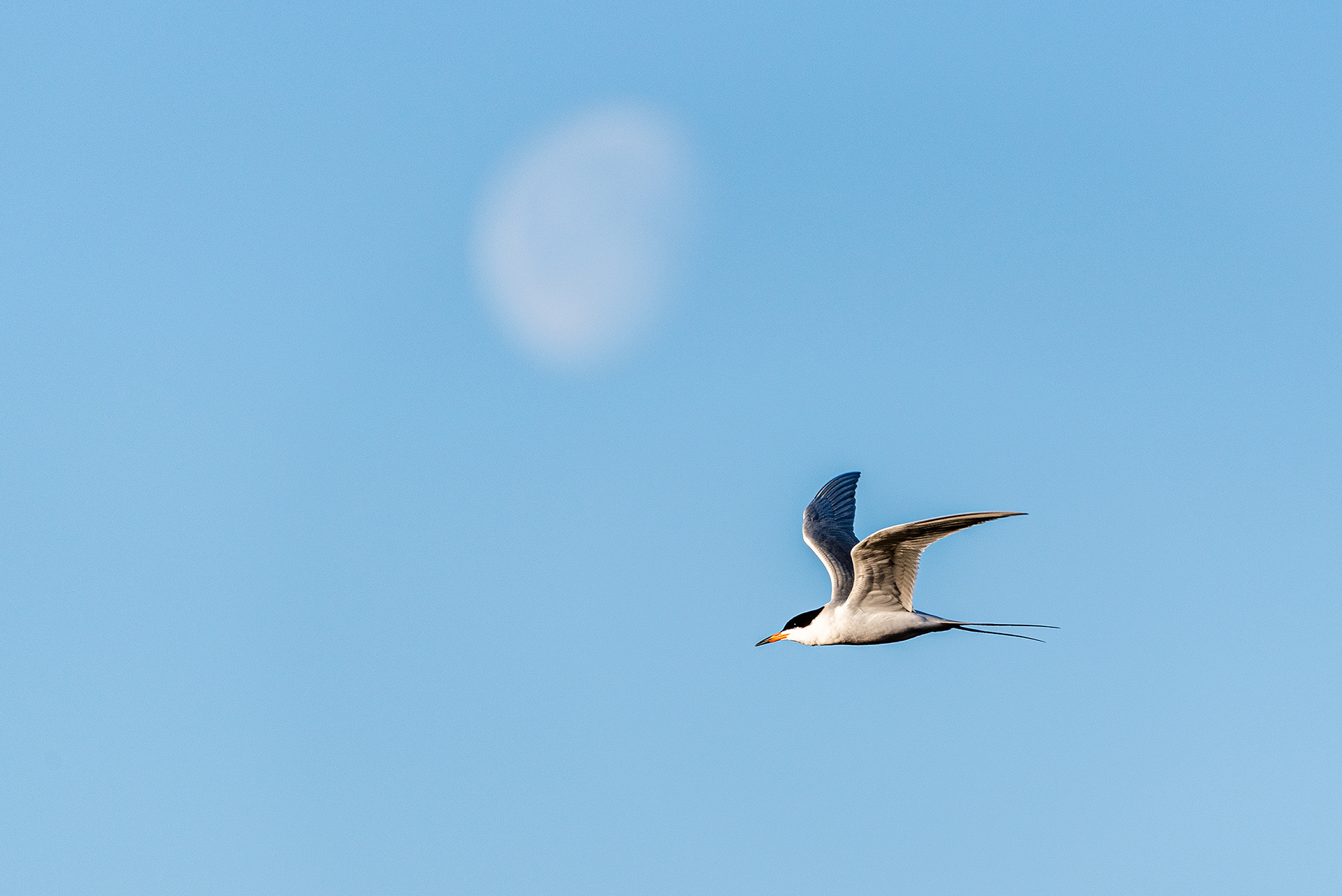Common Tern in flight at Frank Lake, Alberta
