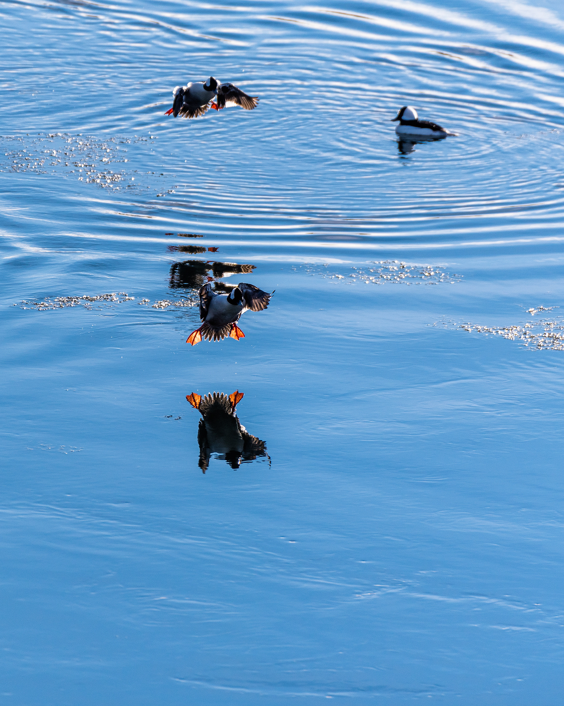 Buffleheads (males) at the Bow River, near Carburn Park