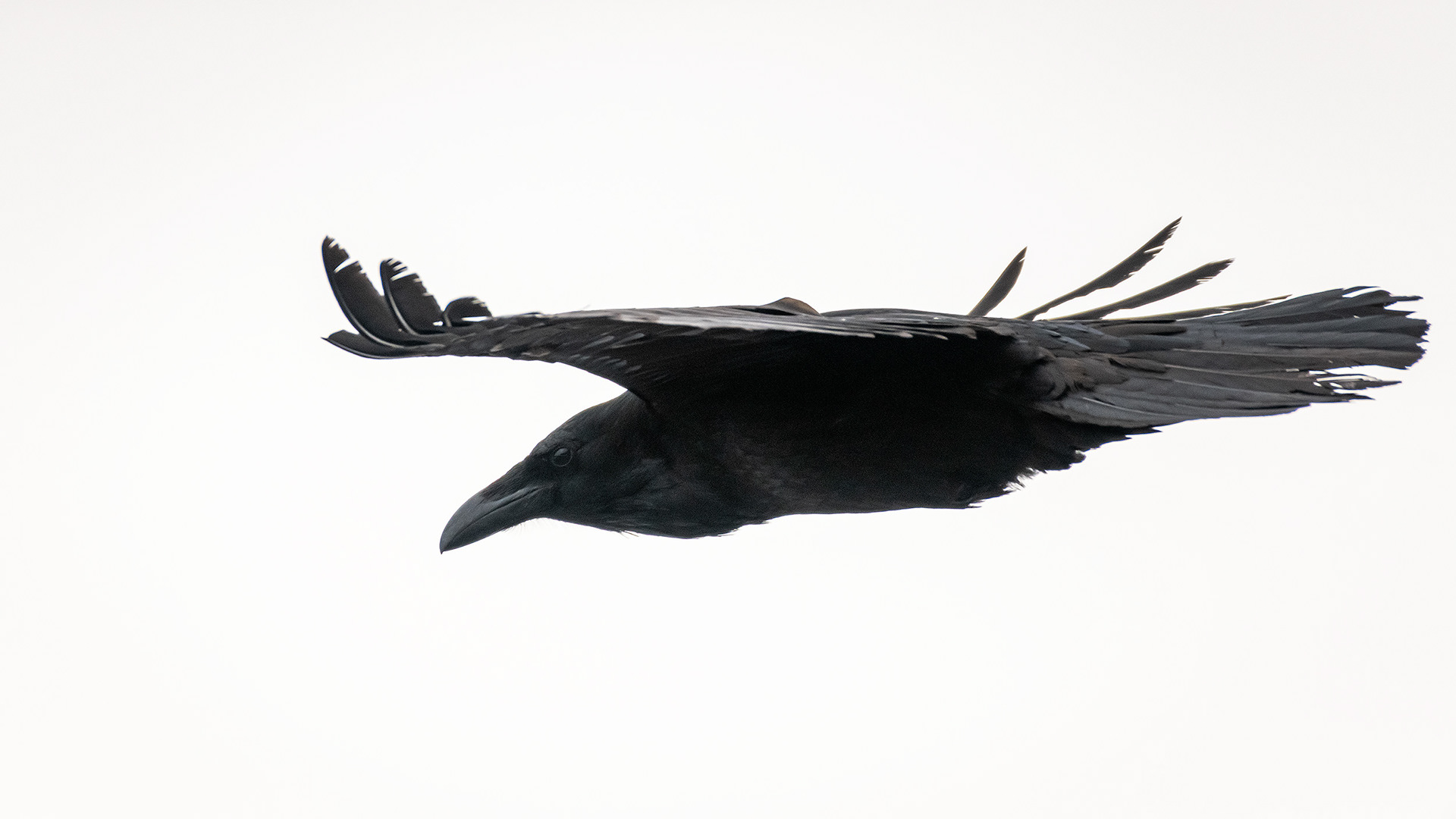 Common Raven in flight - Southview Off Leash Dog Park, Calgary, AB