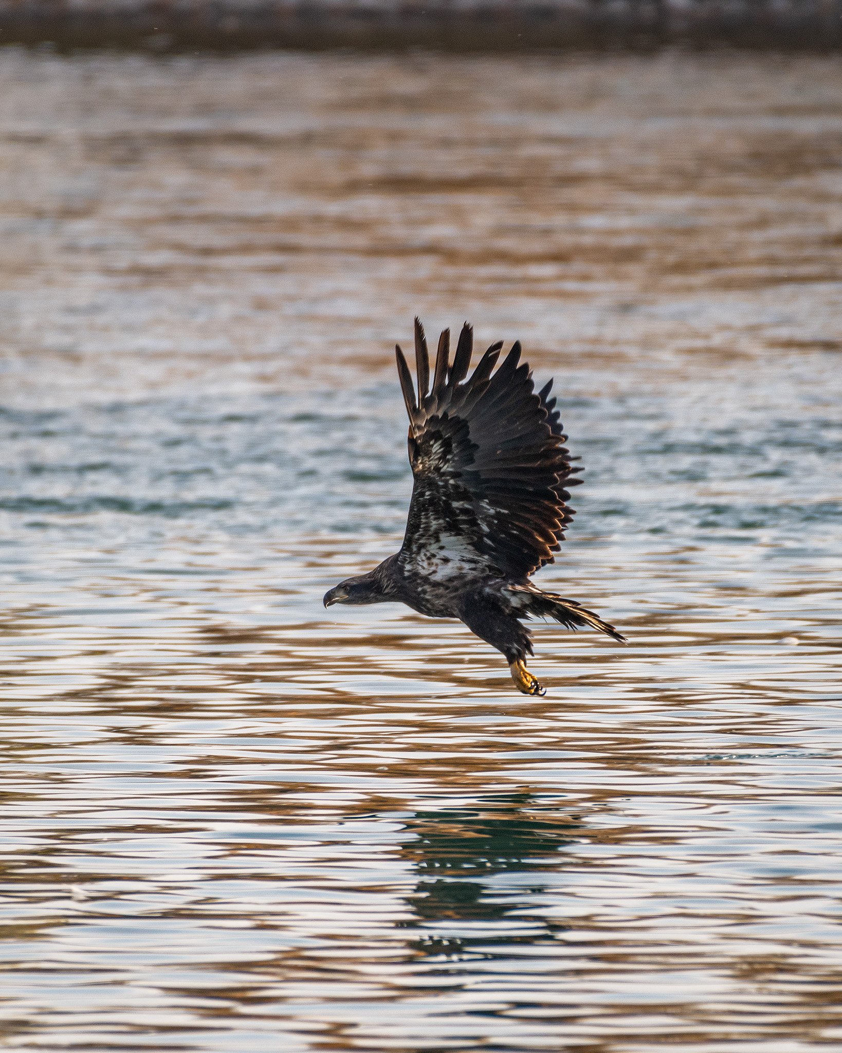Eagle (in flight), Inglewood Bird Sanctuary, Calgary, AB - October 19th